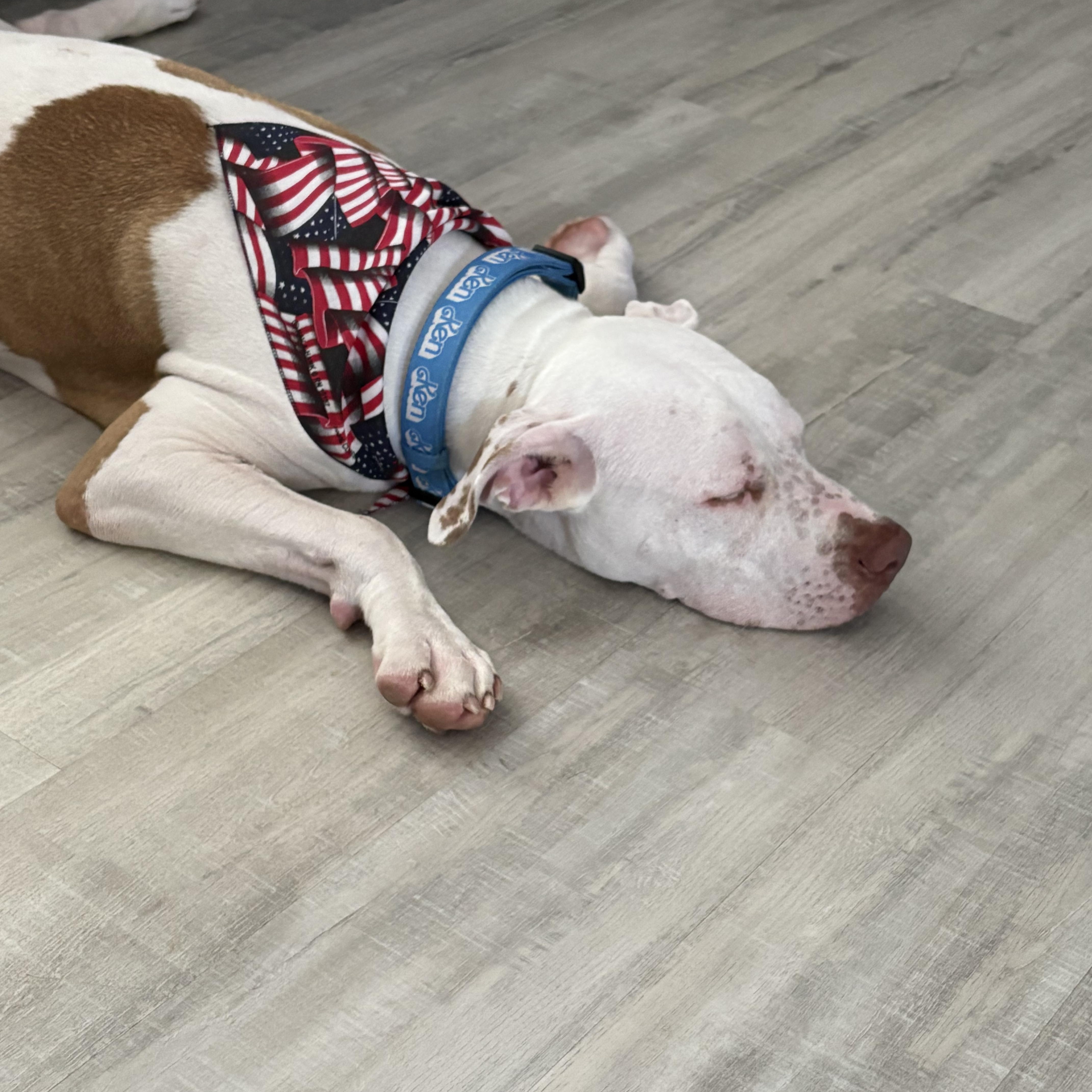 Enlarge Loki (big sweetie!), an adoptable mixed breed in White Lake, MI image 3/4