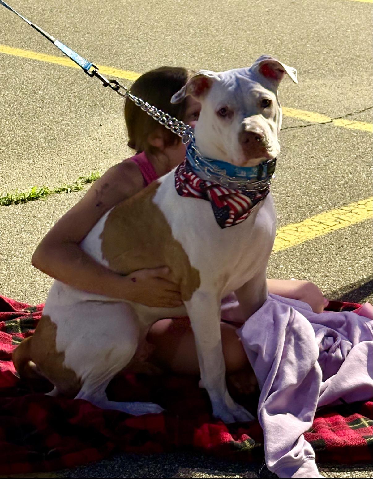 Enlarge Loki (big sweetie!), an adoptable mixed breed in White Lake, MI image 1/1
