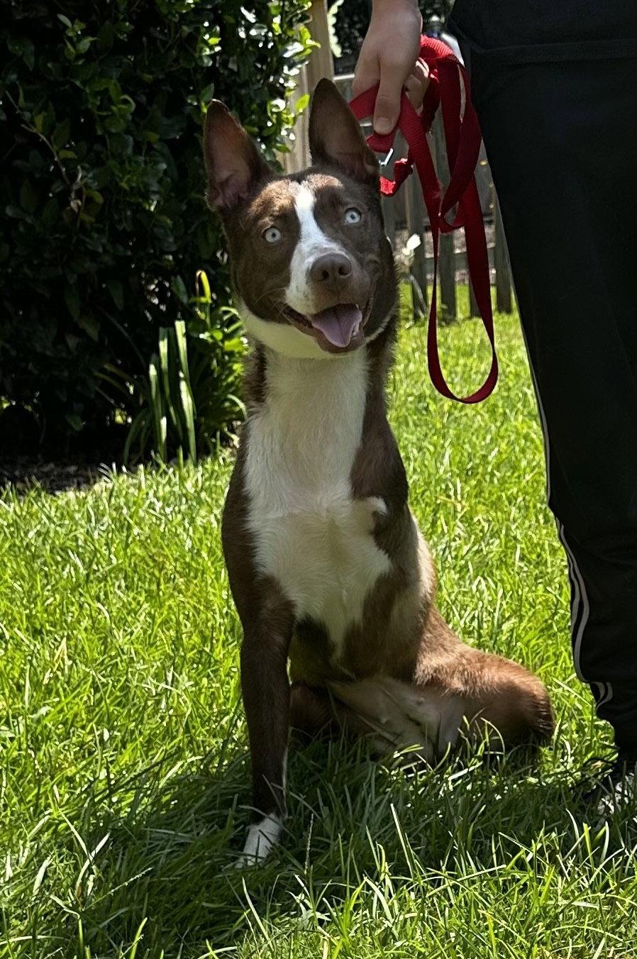 Enlarge Bluebell, a Adopted Husky in Ball Ground, GA image 1/2