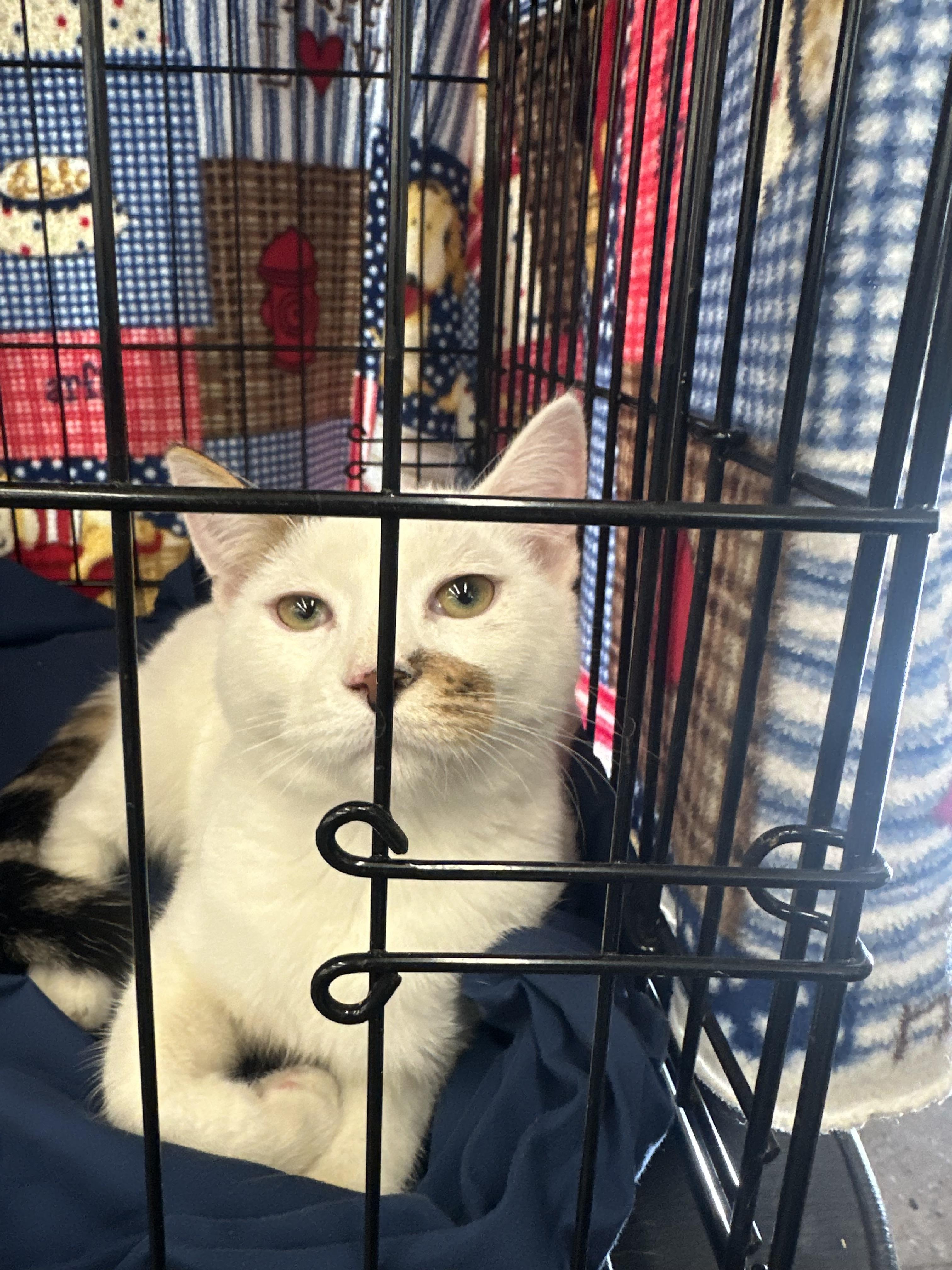 Fleur and angel, ADOPTABLE, Adult Female Tabby.