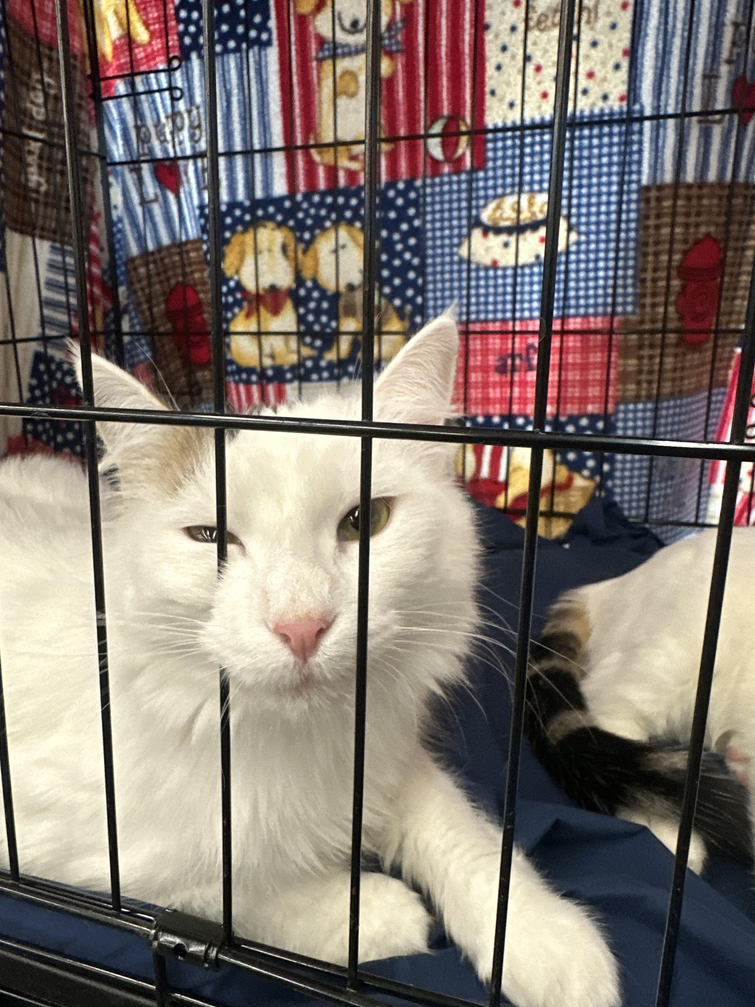 Enlarge Fleur and angel, a ADOPTABLE Tabby in Tonopah, AZ image 2/2