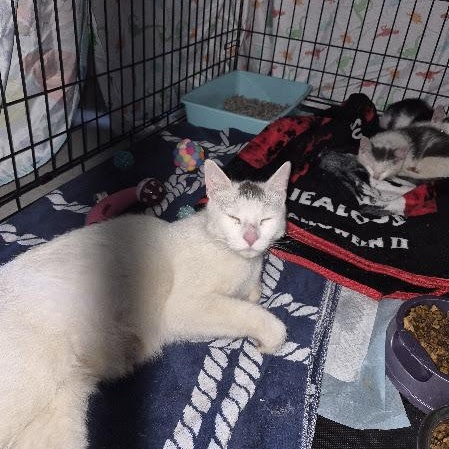 Enlarge Puddles and Splash, a Adopted Domestic Short Hair in Keansburg, NJ image 4/4