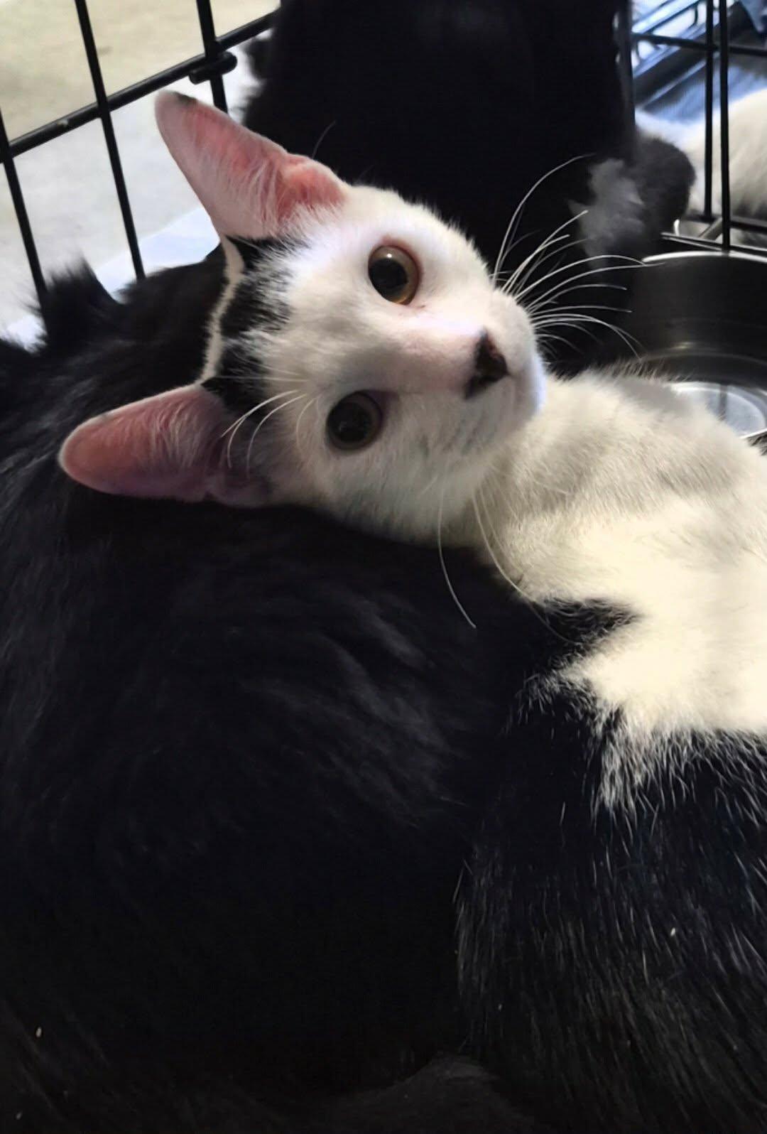 Enlarge Puddles and Splash, a Adopted Domestic Short Hair in Keansburg, NJ image 2/4