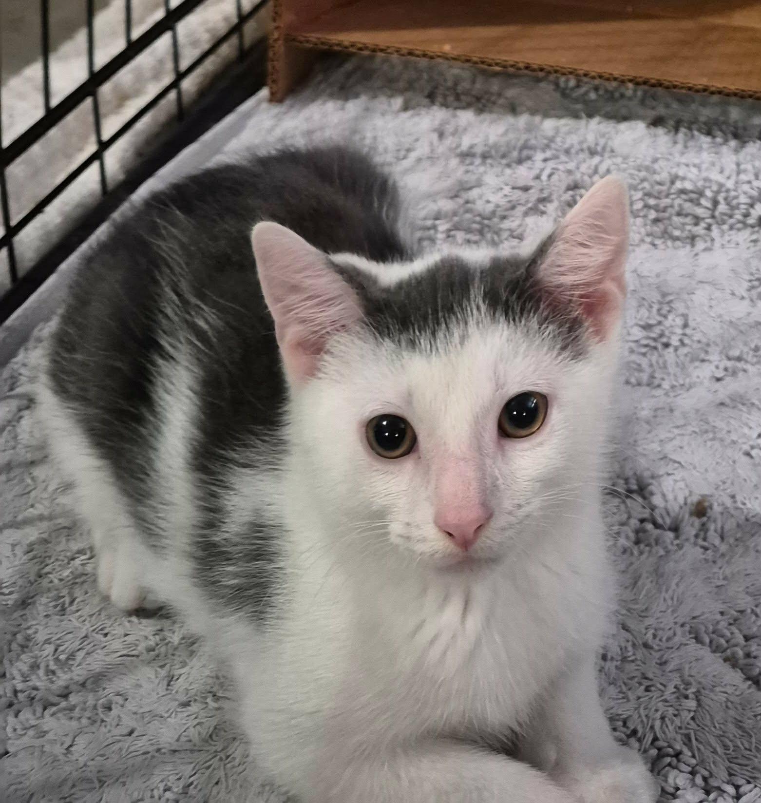 Puddles and Splash, Adopted, Kitten Male Domestic Short Hair.