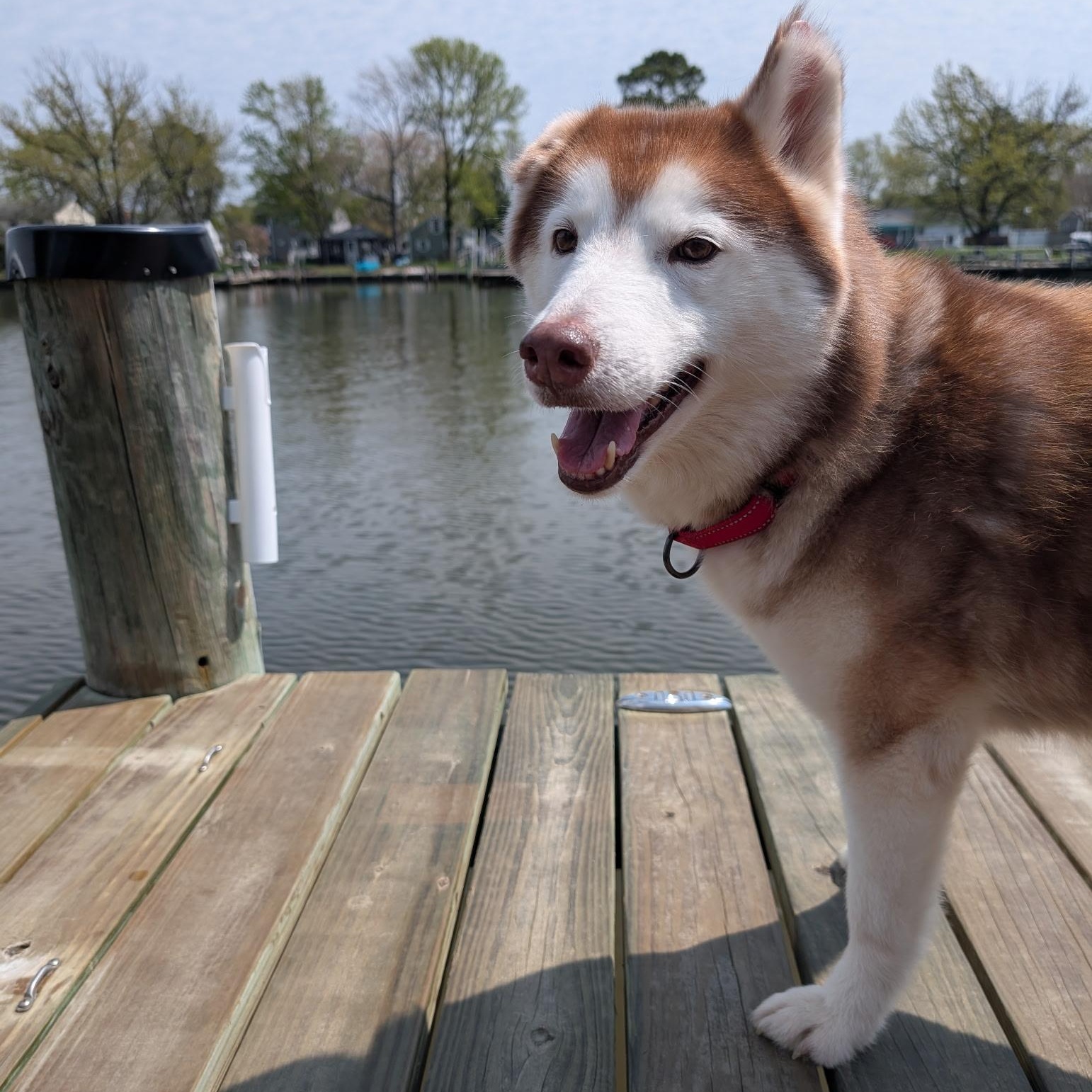 Samantha, an adoptable Siberian Husky in Hermantown, MN, 55811 | Photo Image 2
