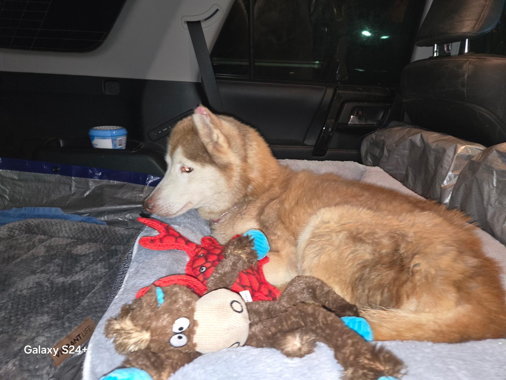 Samantha, an adoptable Siberian Husky in Hermantown, MN, 55811 | Photo Image 4