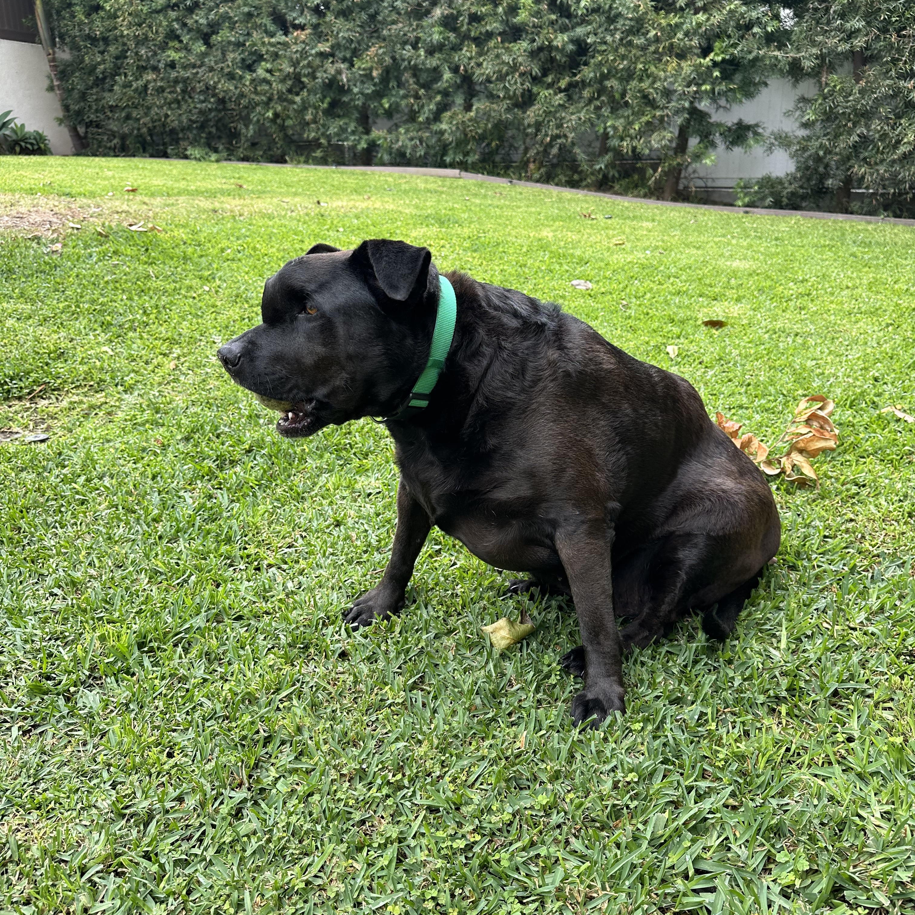 Enlarge Luca (Loves kids!), a Adoptable Black Labrador Retriever in Murrieta, CA image 1/6