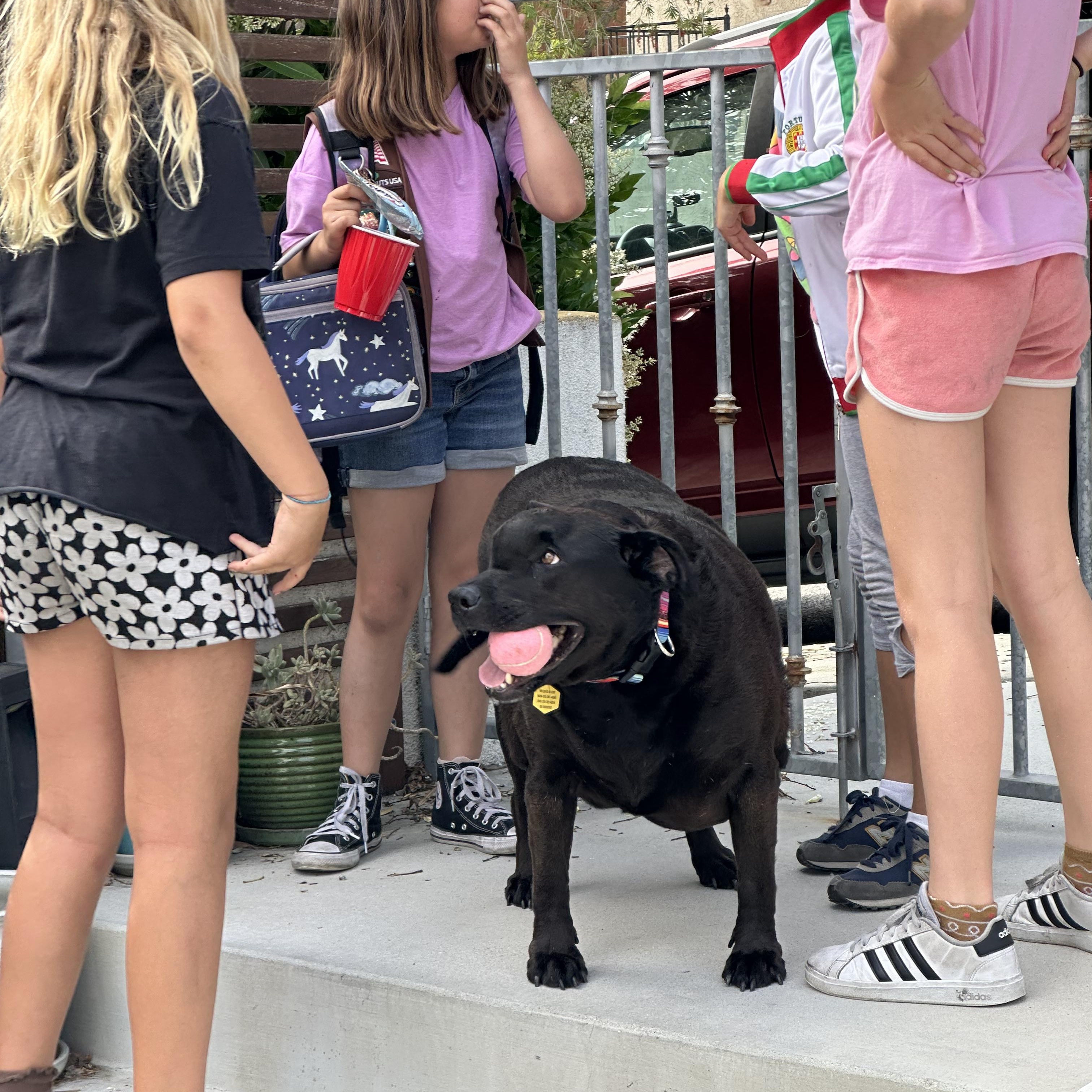 Enlarge Luca (Loves kids!), a Adoptable Black Labrador Retriever in Murrieta, CA image 2/6