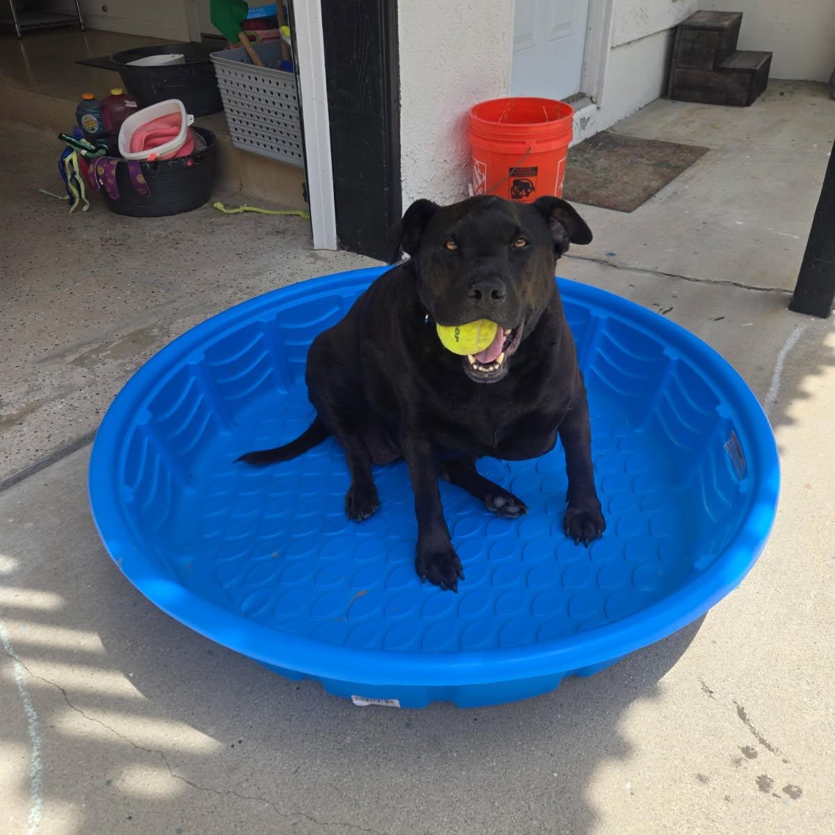 Enlarge Luca (Loves kids!), a Adoptable Black Labrador Retriever in Murrieta, CA image 4/6