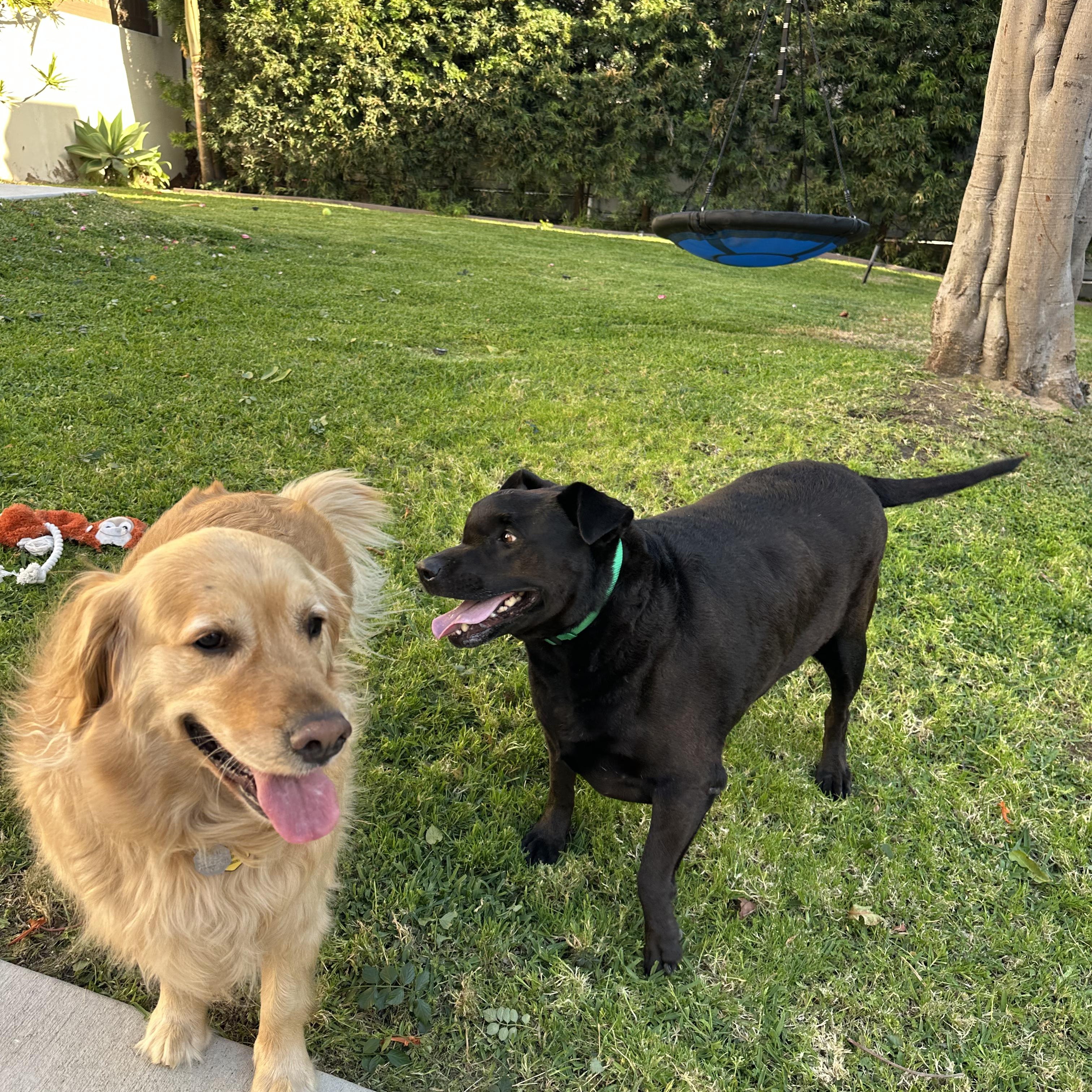 Enlarge Luca (Loves kids!), a Adoptable Black Labrador Retriever in Murrieta, CA image 6/6