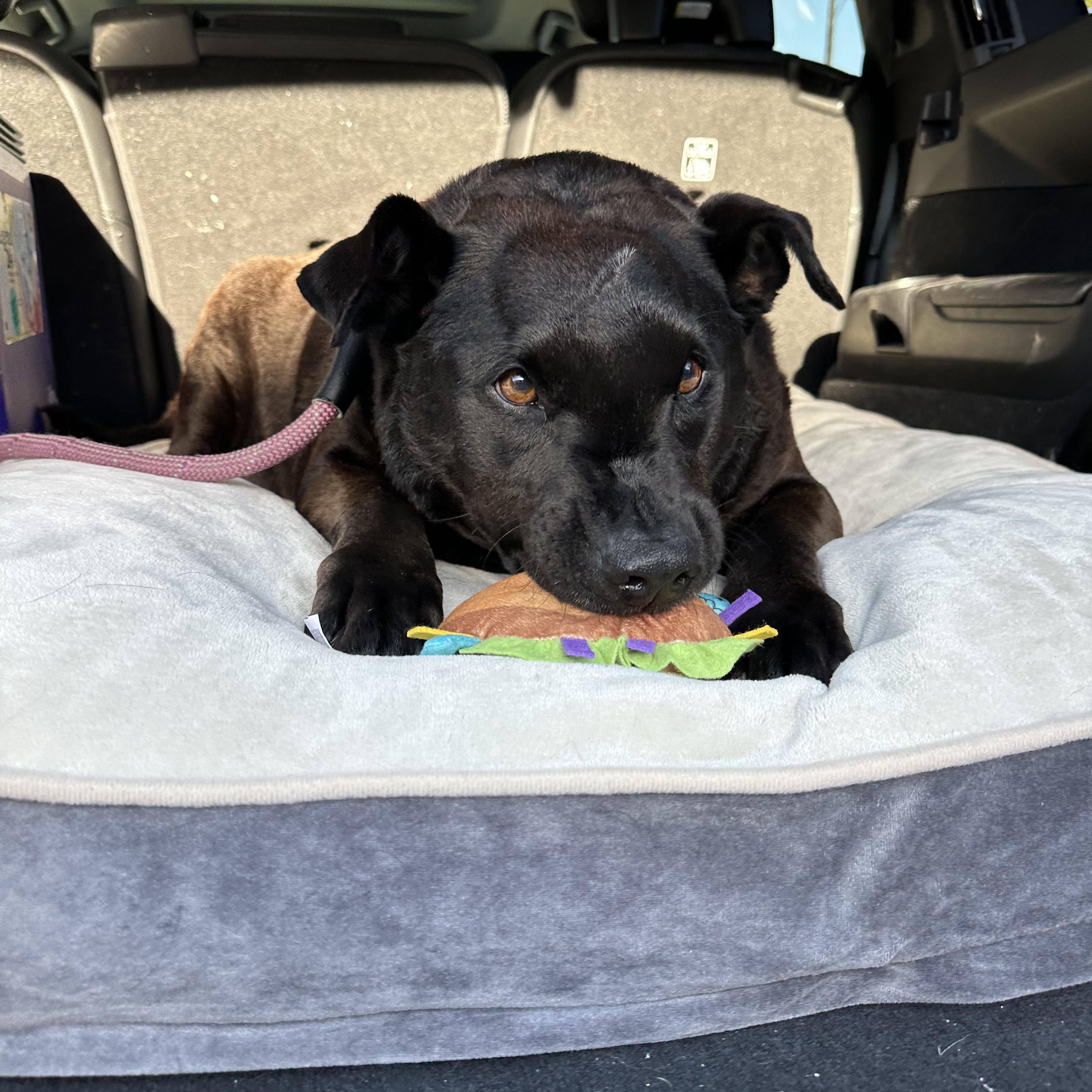 Enlarge Luca (Loves kids!), a Adoptable Black Labrador Retriever in Murrieta, CA image 3/6