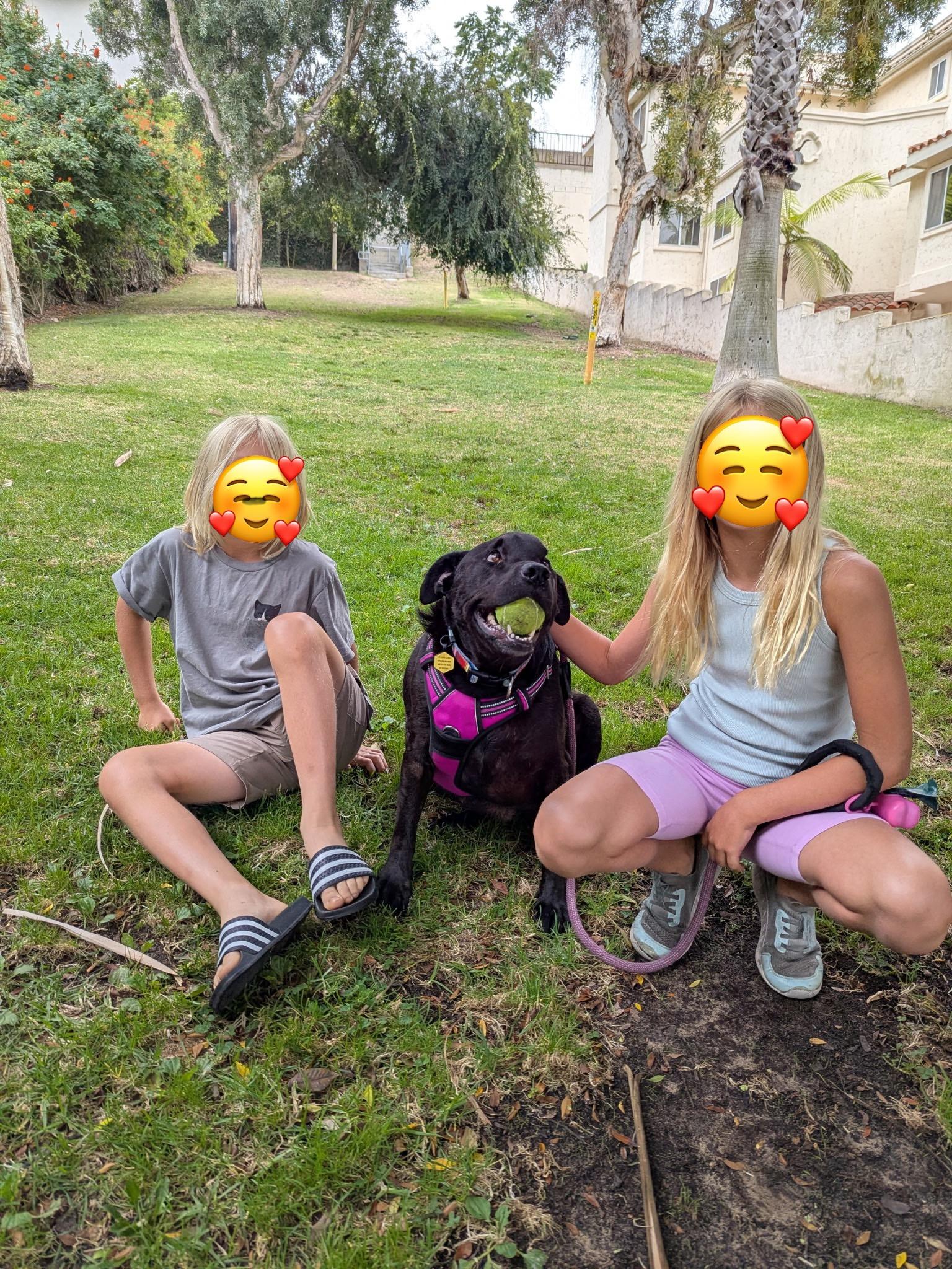 Enlarge Luca (Loves kids!), a Adoptable Black Labrador Retriever in Murrieta, CA image 2/5