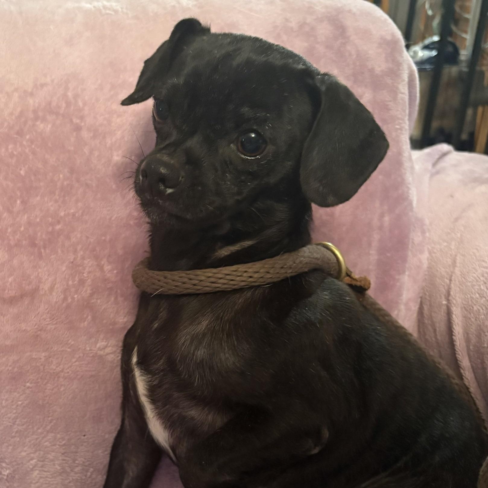 Willie, ADOPTABLE, Adult Male Pug.