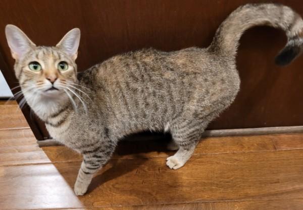 Bella, Adoptable, Adult Female Domestic Short Hair.