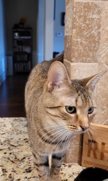 Bella, a Adoptable Domestic Short Hair in Easley, SC image 1/2