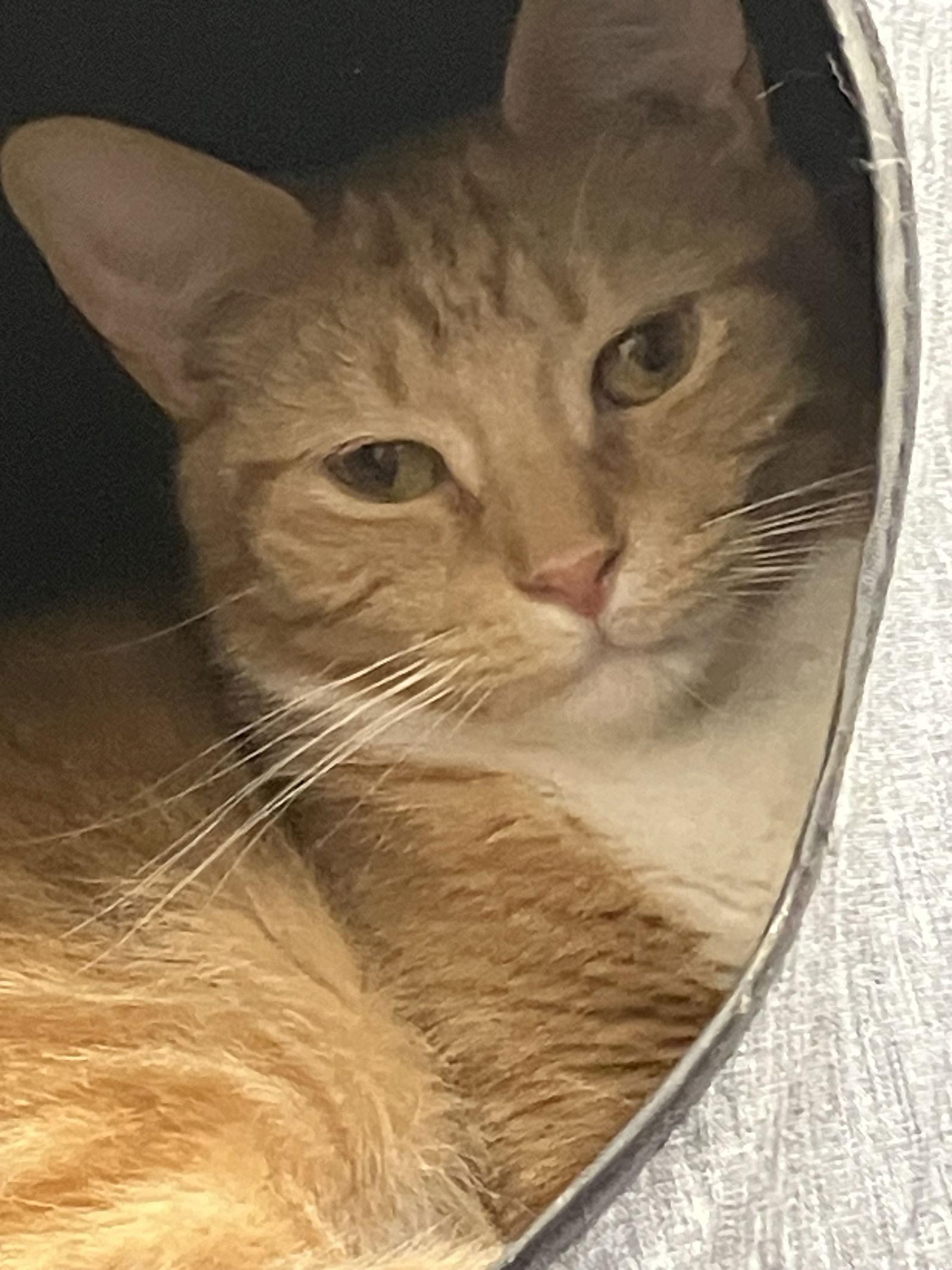 Enlarge SUNNY, a Adoptable Domestic Short Hair in Smithtown, NY image 1/1