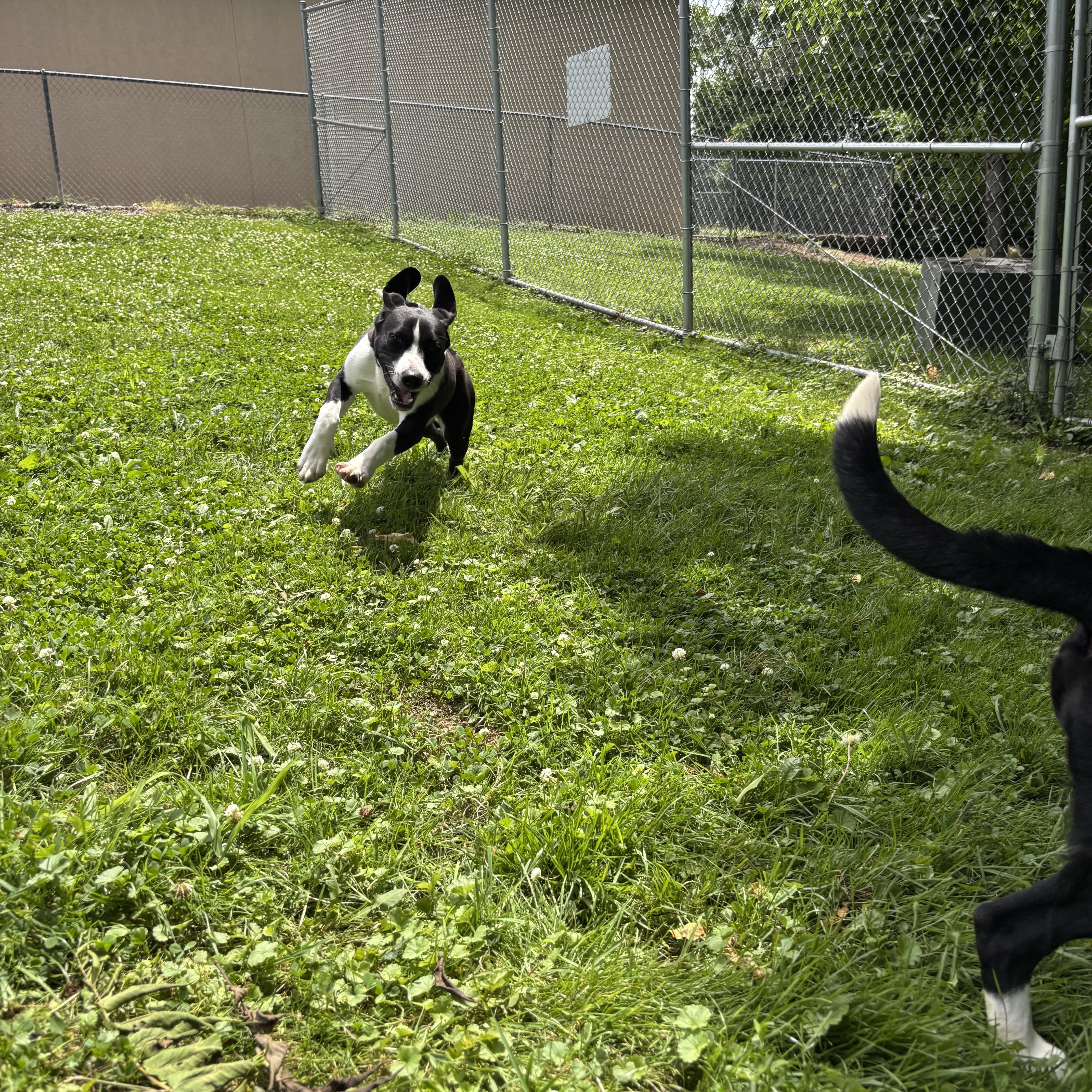 Lemon, a ADOPTABLE mixed breed in Circleville, OH image 2/3