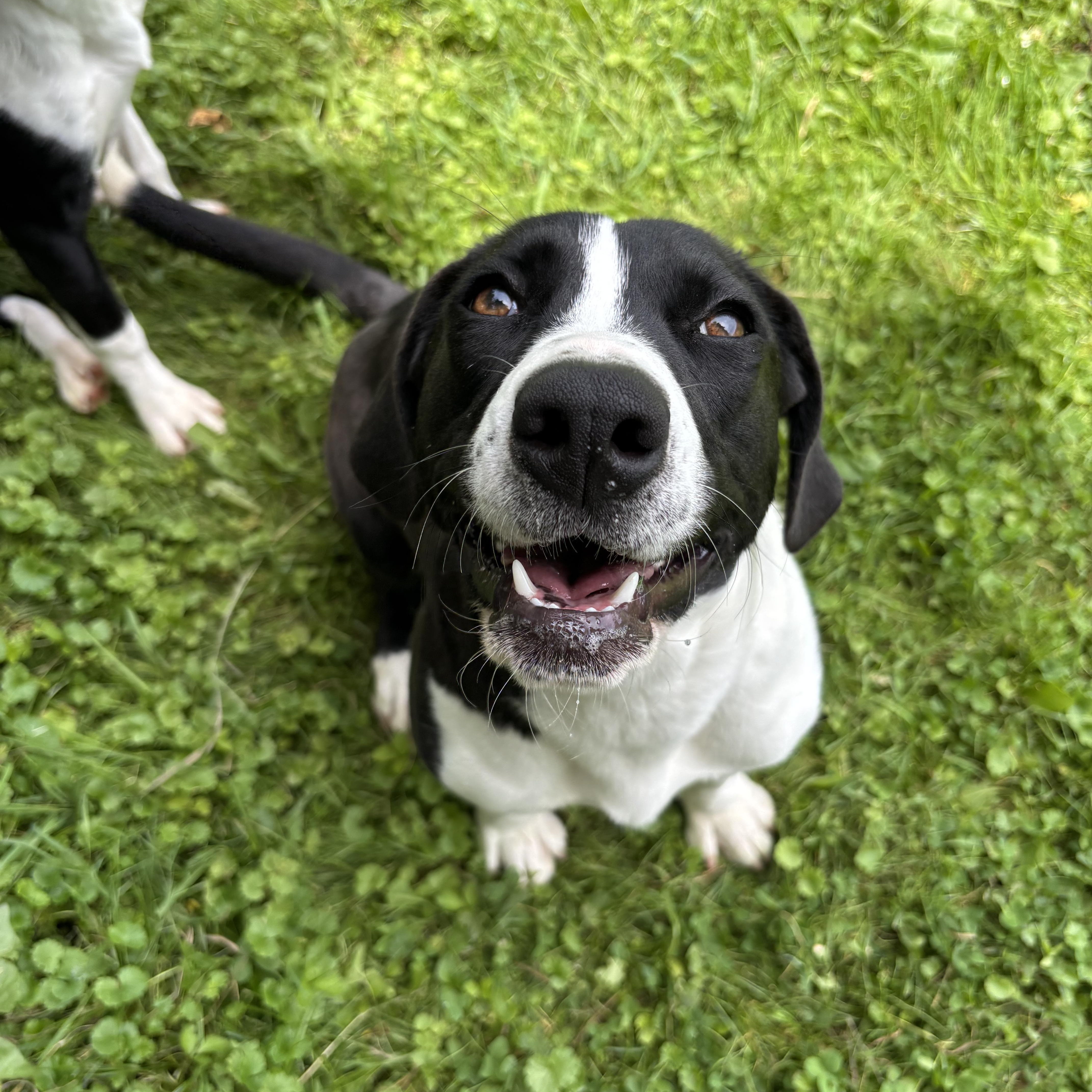 Lemon, a ADOPTABLE mixed breed in Circleville, OH image 1/3