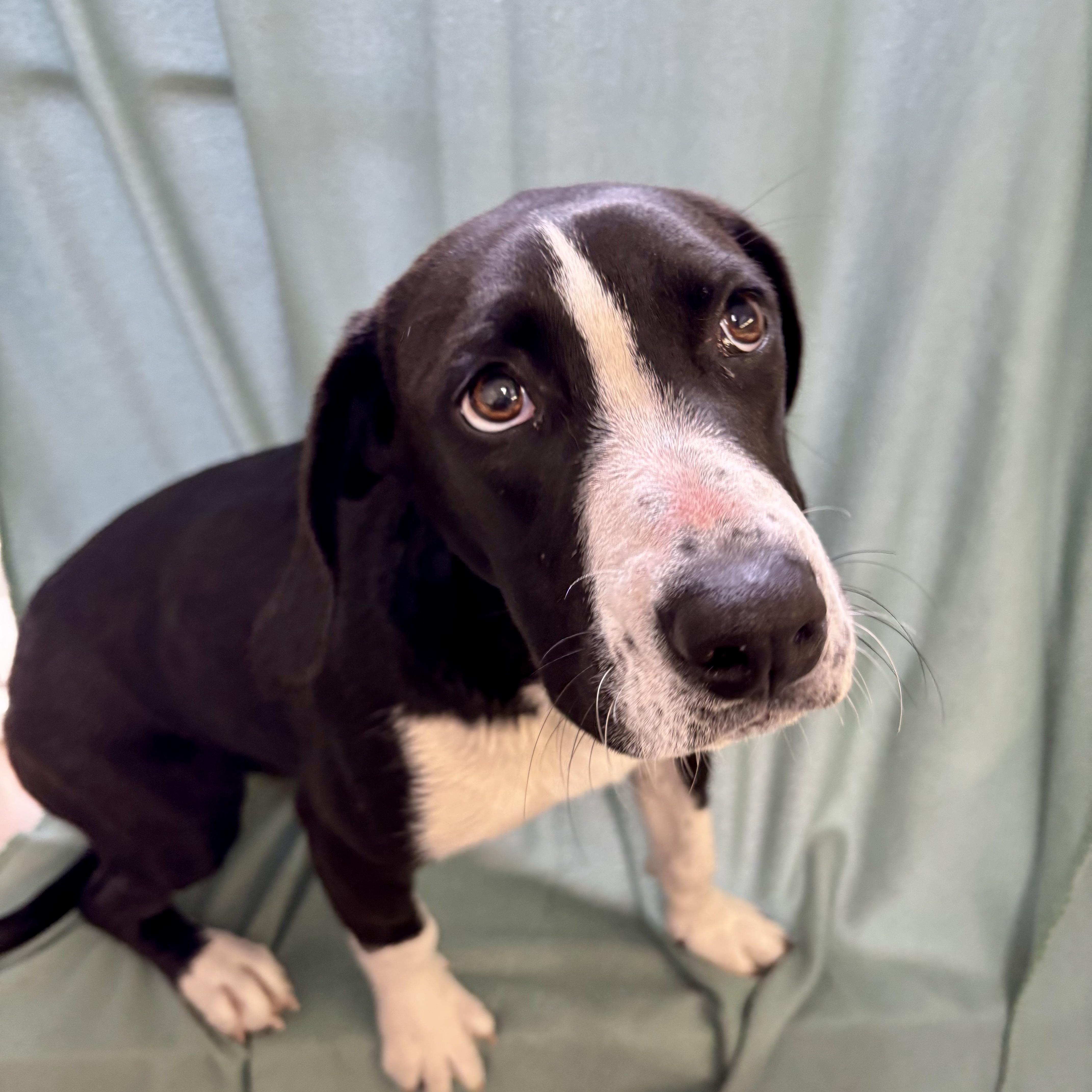 Lemon, ADOPTABLE, Puppy Female Hound.