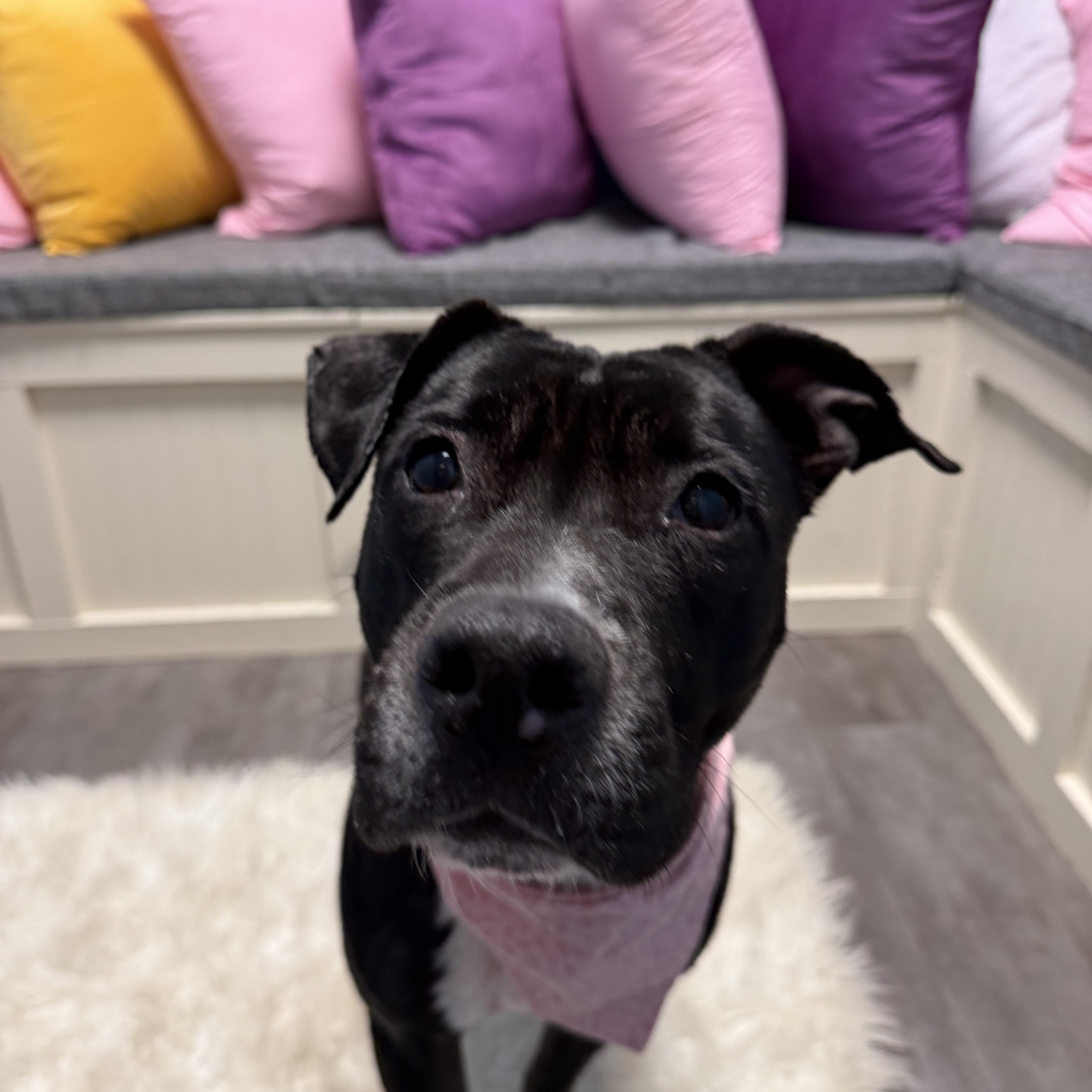 Shiloh, an adoptable mixed breed in Cumberland, RI image 3/5