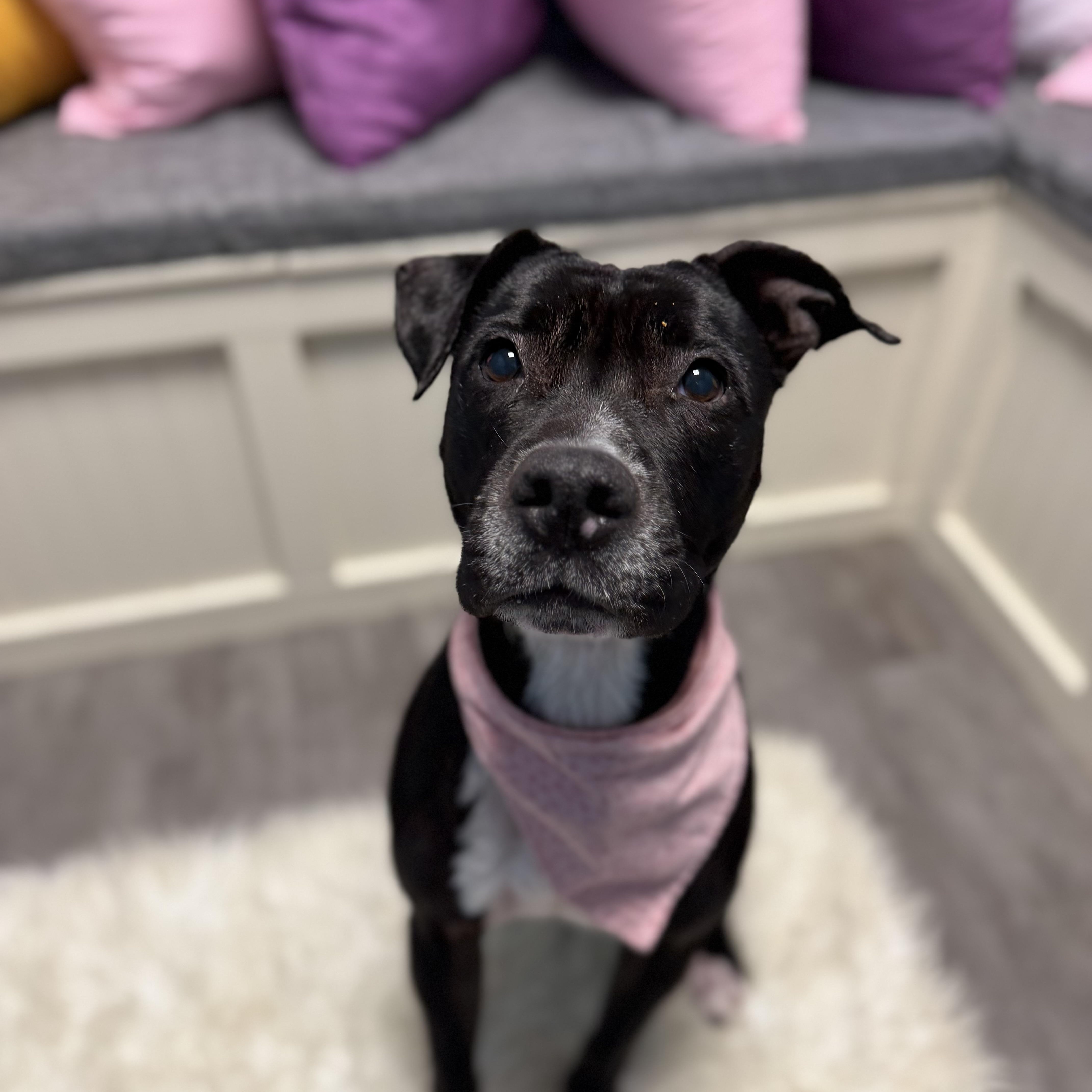 Shiloh, an adoptable mixed breed in Cumberland, RI image 2/5