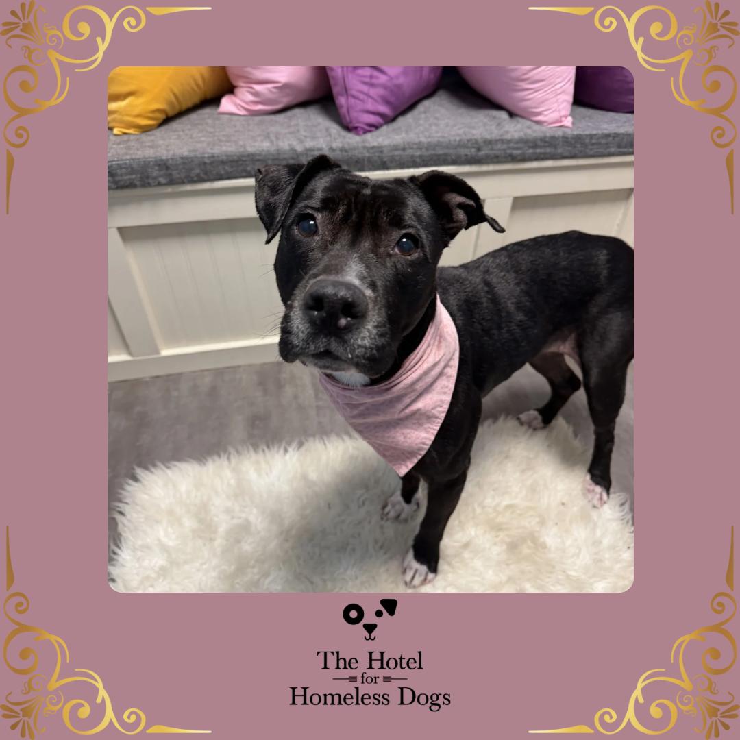 Shiloh, adoptable, Adult Female American Staffordshire Terrier & Terrier.