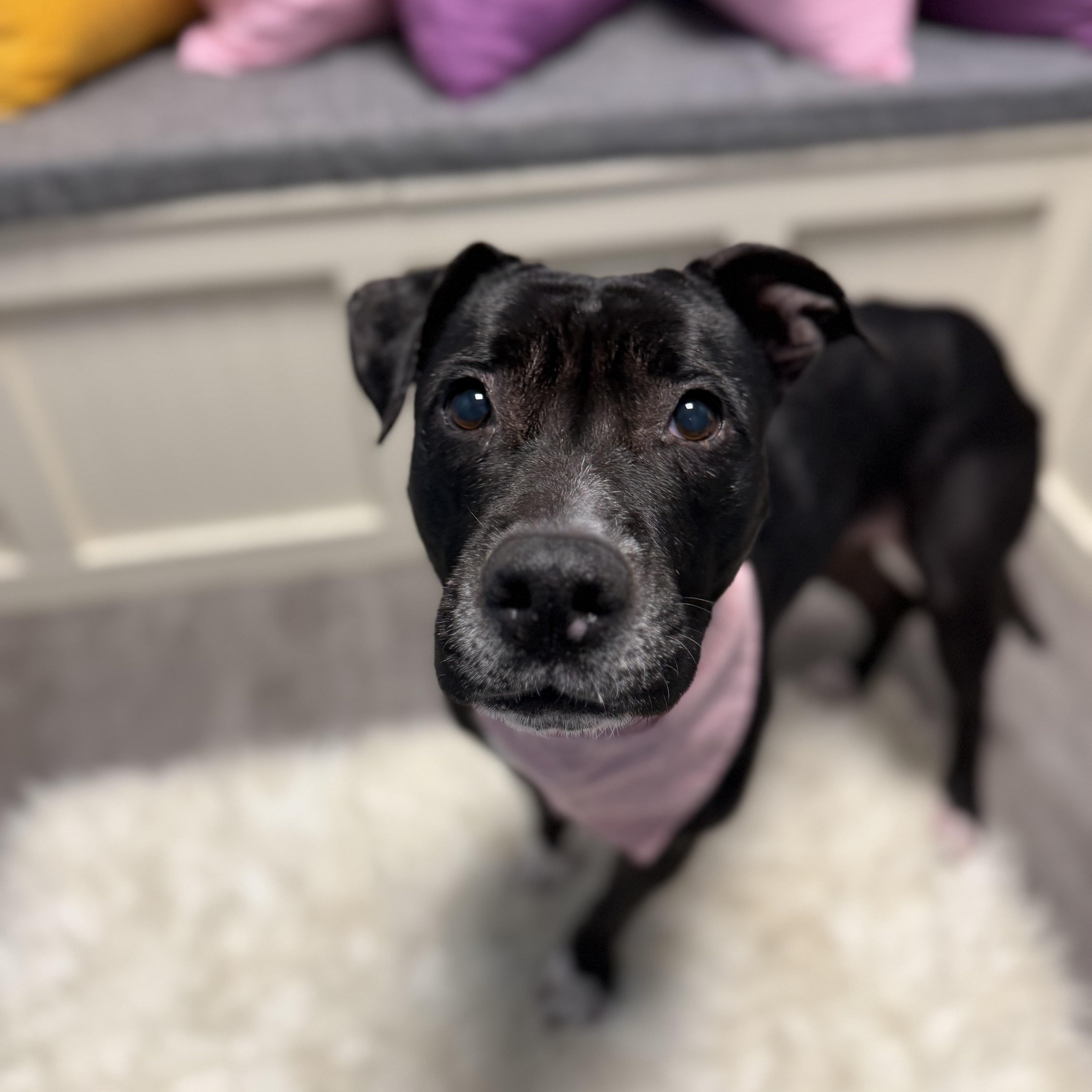 Shiloh, an adoptable mixed breed in Cumberland, RI image 5/5