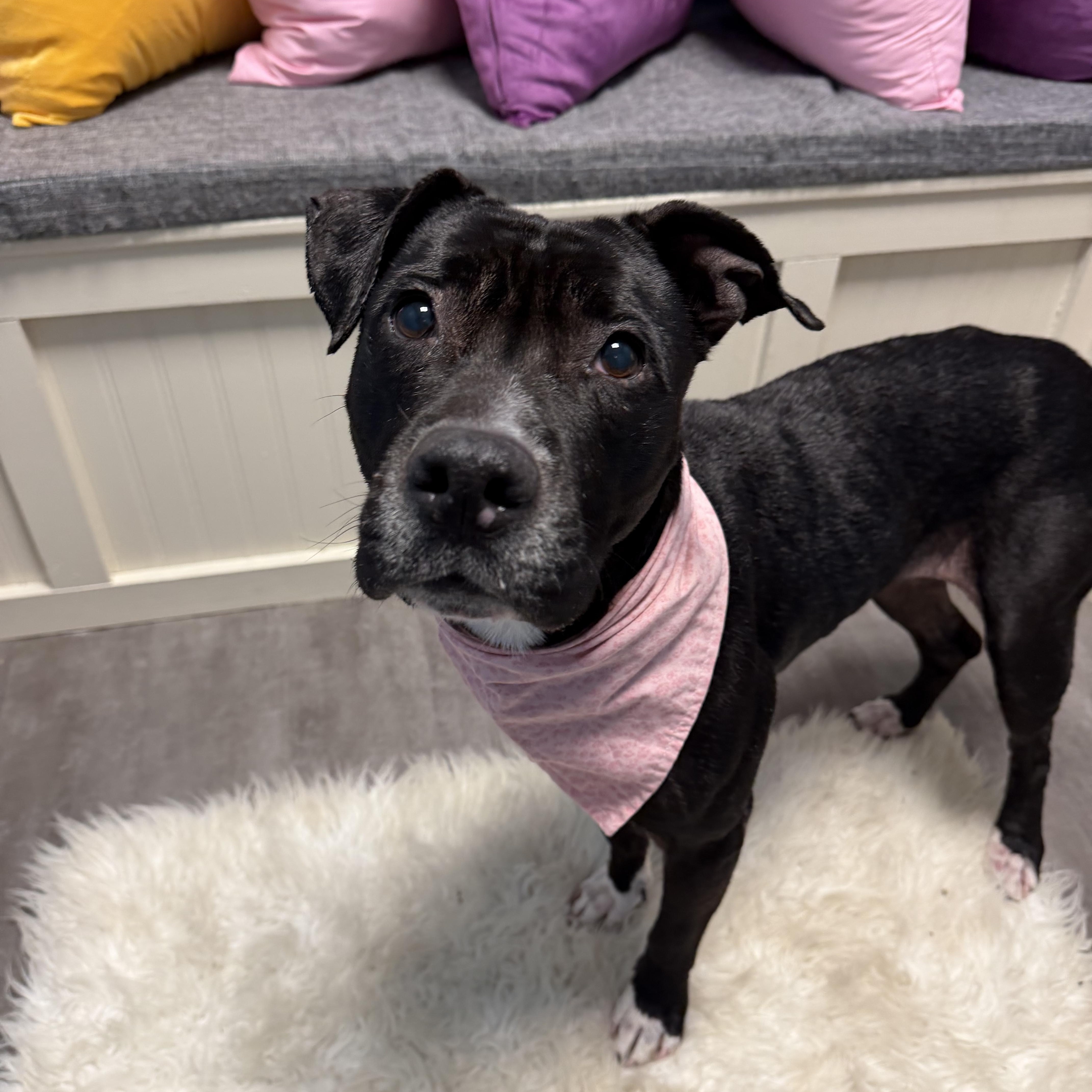 Shiloh, an adoptable mixed breed in Cumberland, RI image 4/5