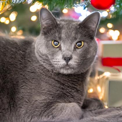 David, Adoptable, Adult Male Domestic Short Hair & Domestic Short Hair.