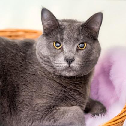 David, Adoptable, Adult Male Domestic Short Hair & Domestic Short Hair.