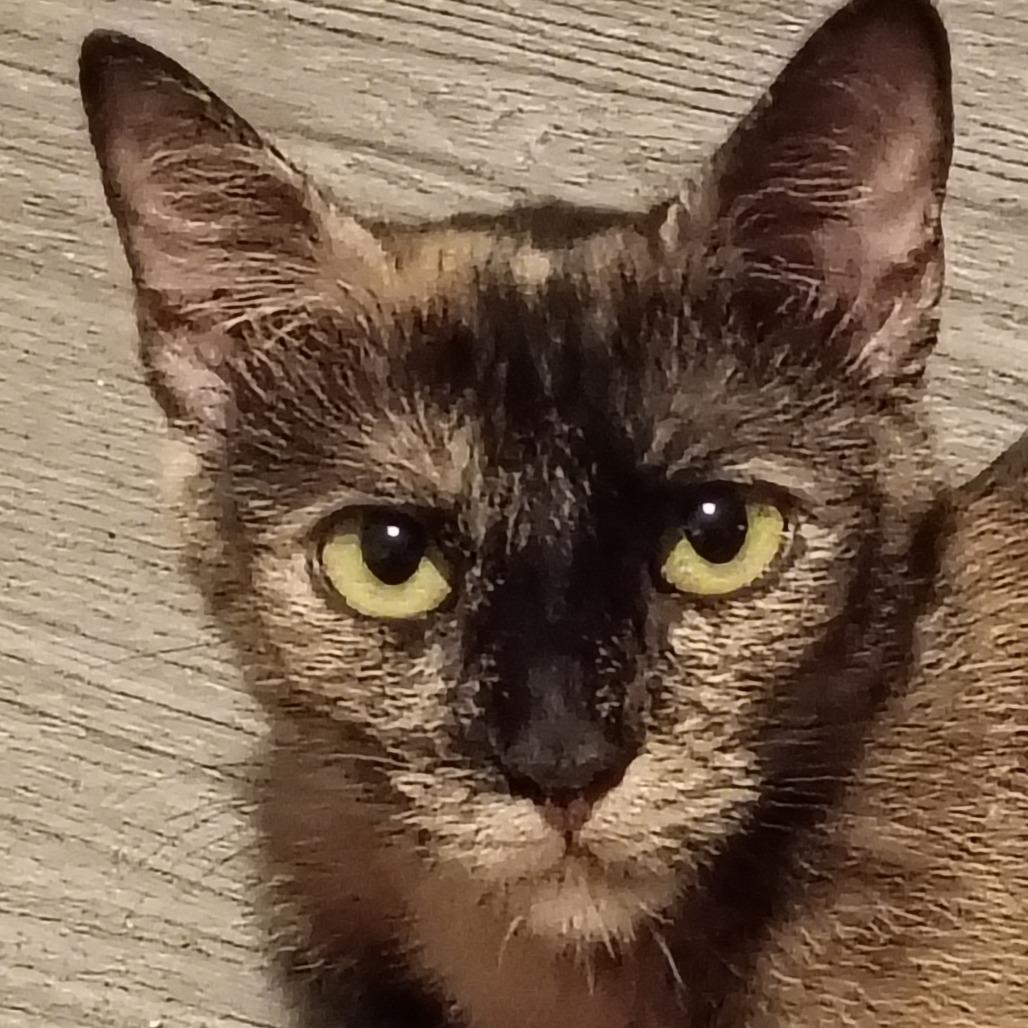 Honey, Adoptable, Adult Female Domestic Short Hair.