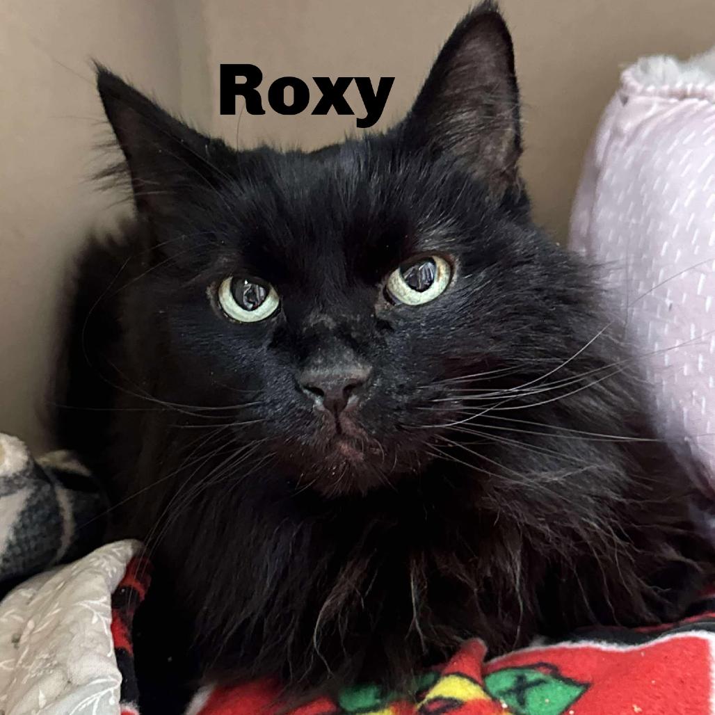 Enlarge Roxy 251071, a Adoptable Domestic Long Hair in Escanaba, MI image 1/1