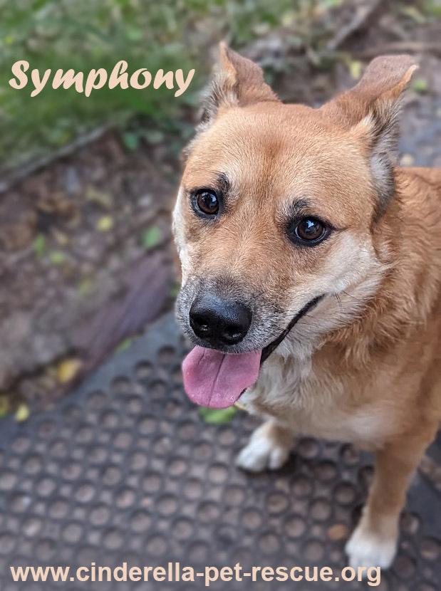 Symphony, Adoptable, Adult Female Australian Cattle Dog / Blue Heeler & Corgi.
