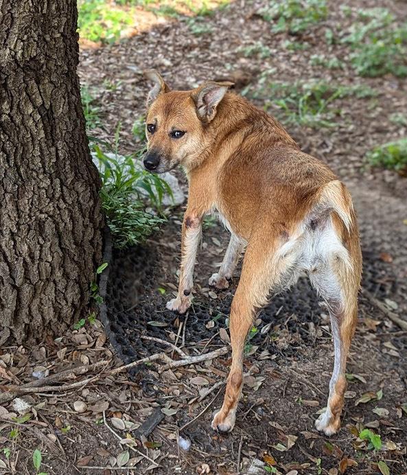 Symphony, a Adoptable mixed breed in Mission, TX image 2/3
