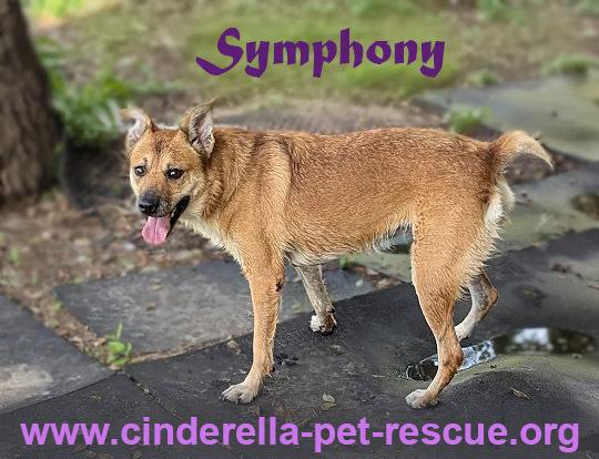 Symphony, a Adoptable mixed breed in Mission, TX image 3/3