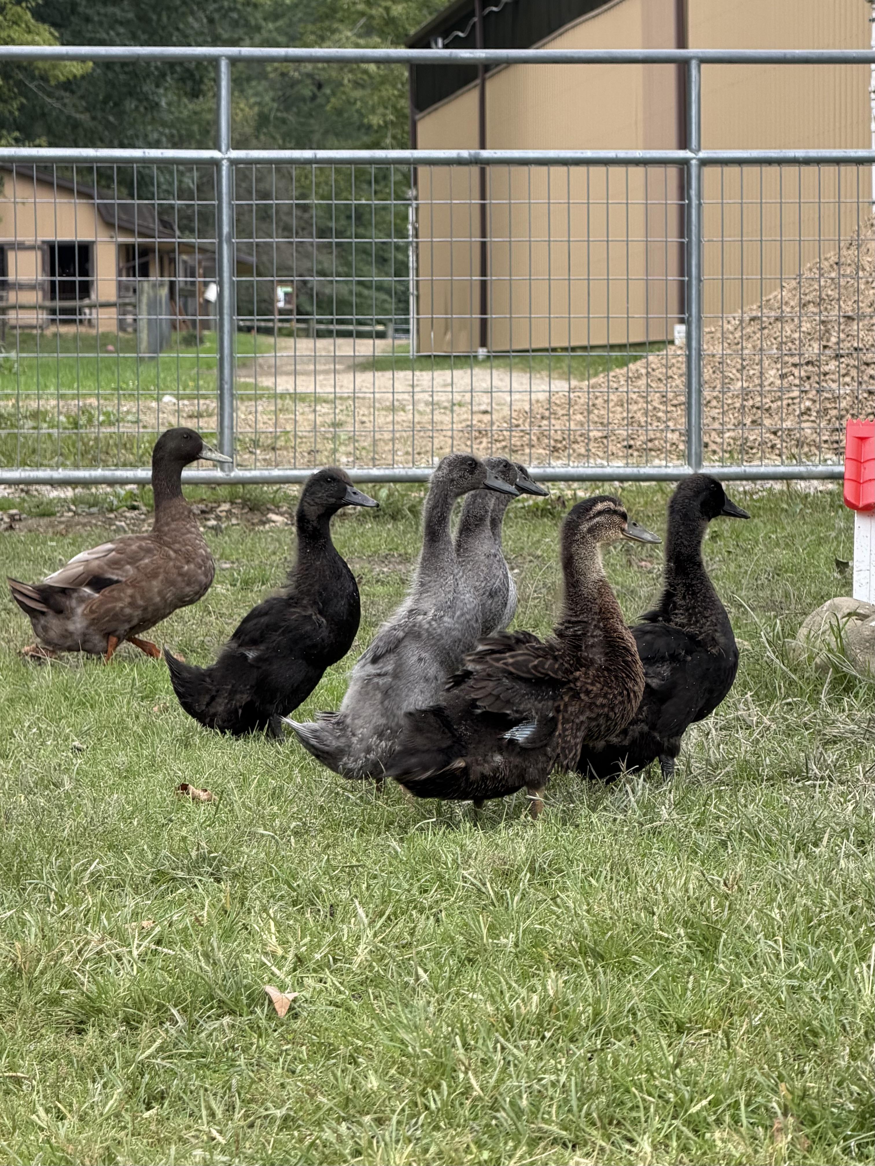 Enlarge Ducklings (2), a Adoptable Duck in Ravenna, OH image 1/1