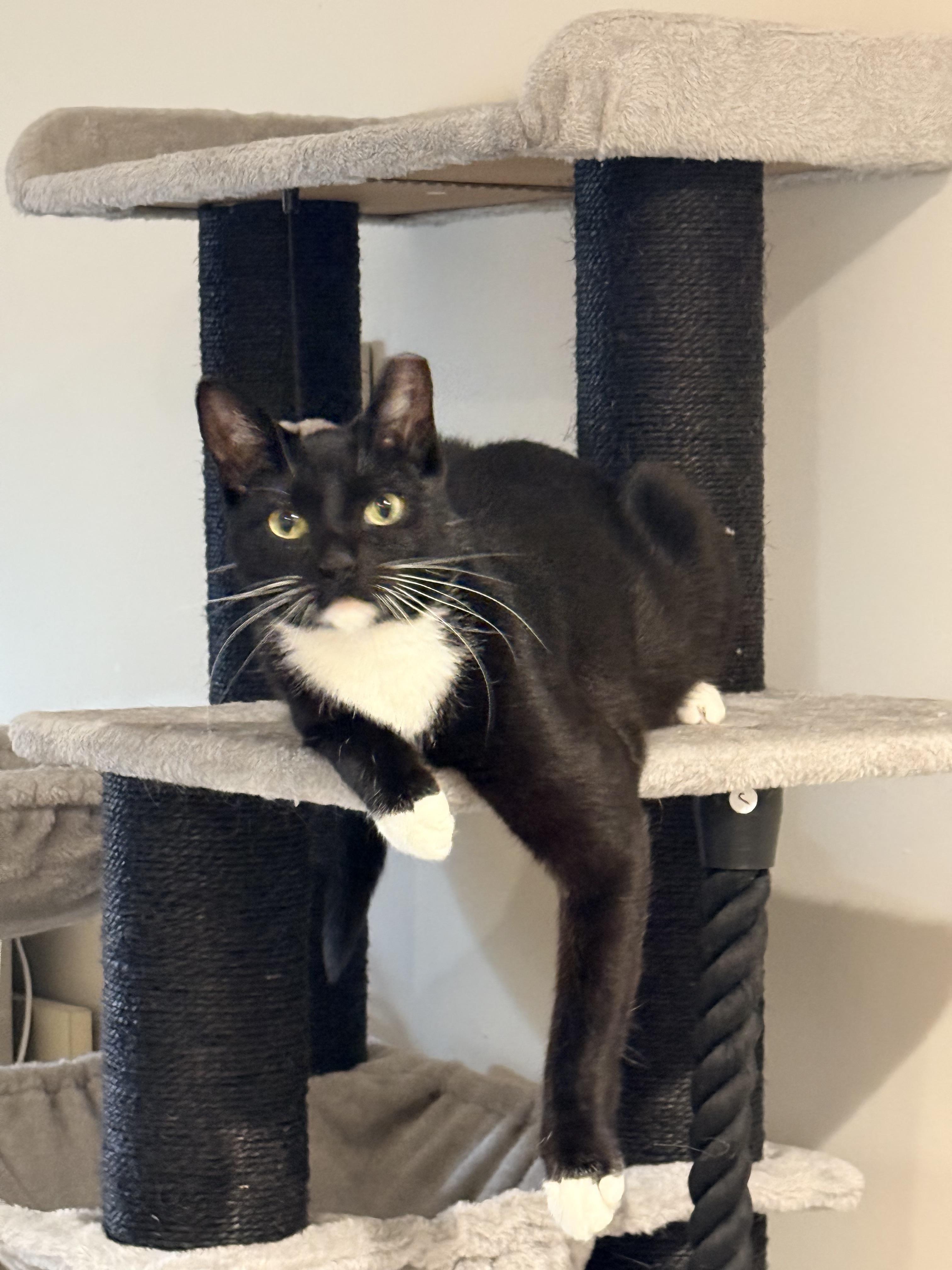 Enlarge Sadie, a ADOPTABLE Domestic Short Hair in Staten Island, NY image 2/5