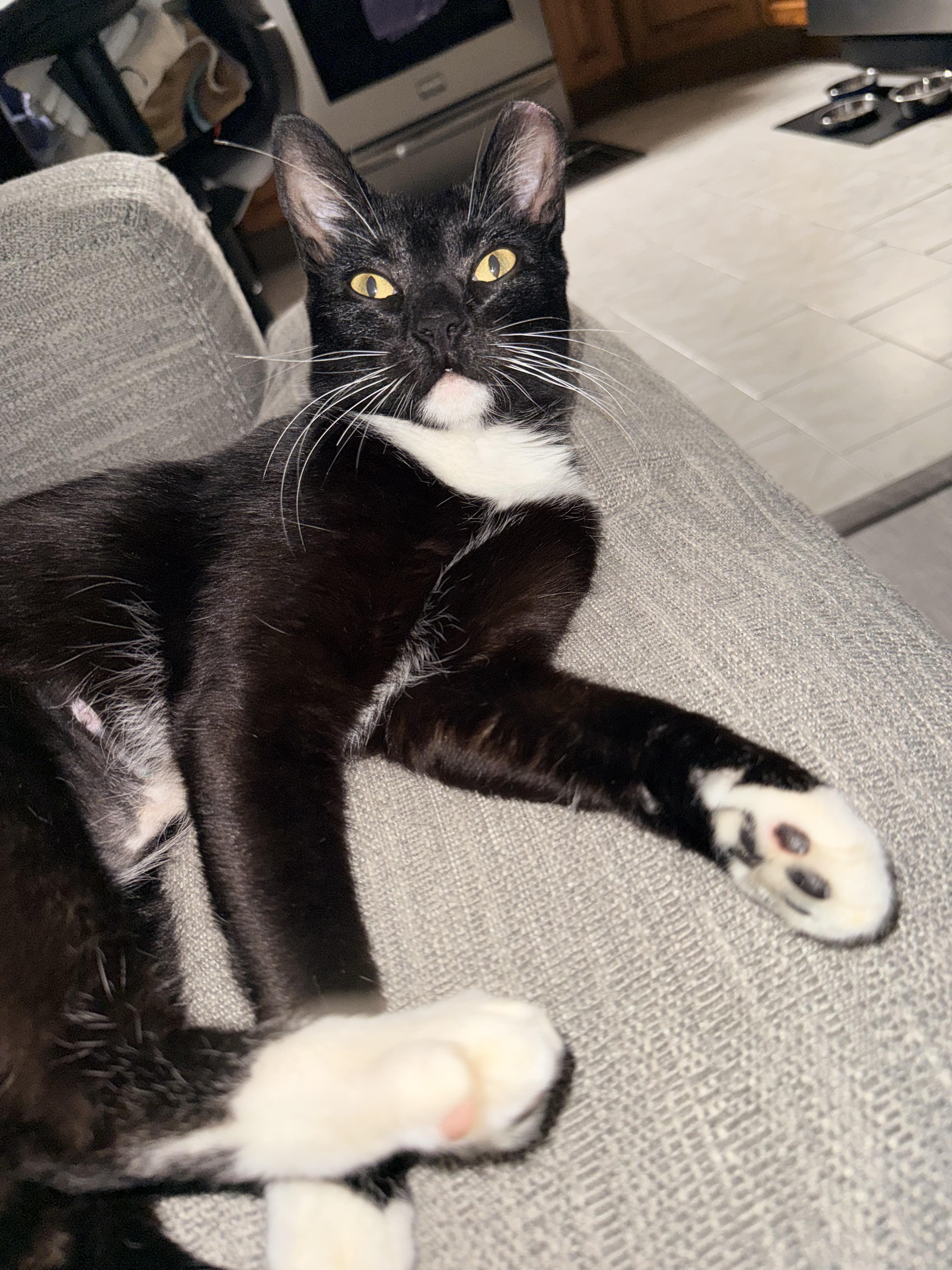 Enlarge Sadie, a ADOPTABLE Domestic Short Hair in Staten Island, NY image 5/5