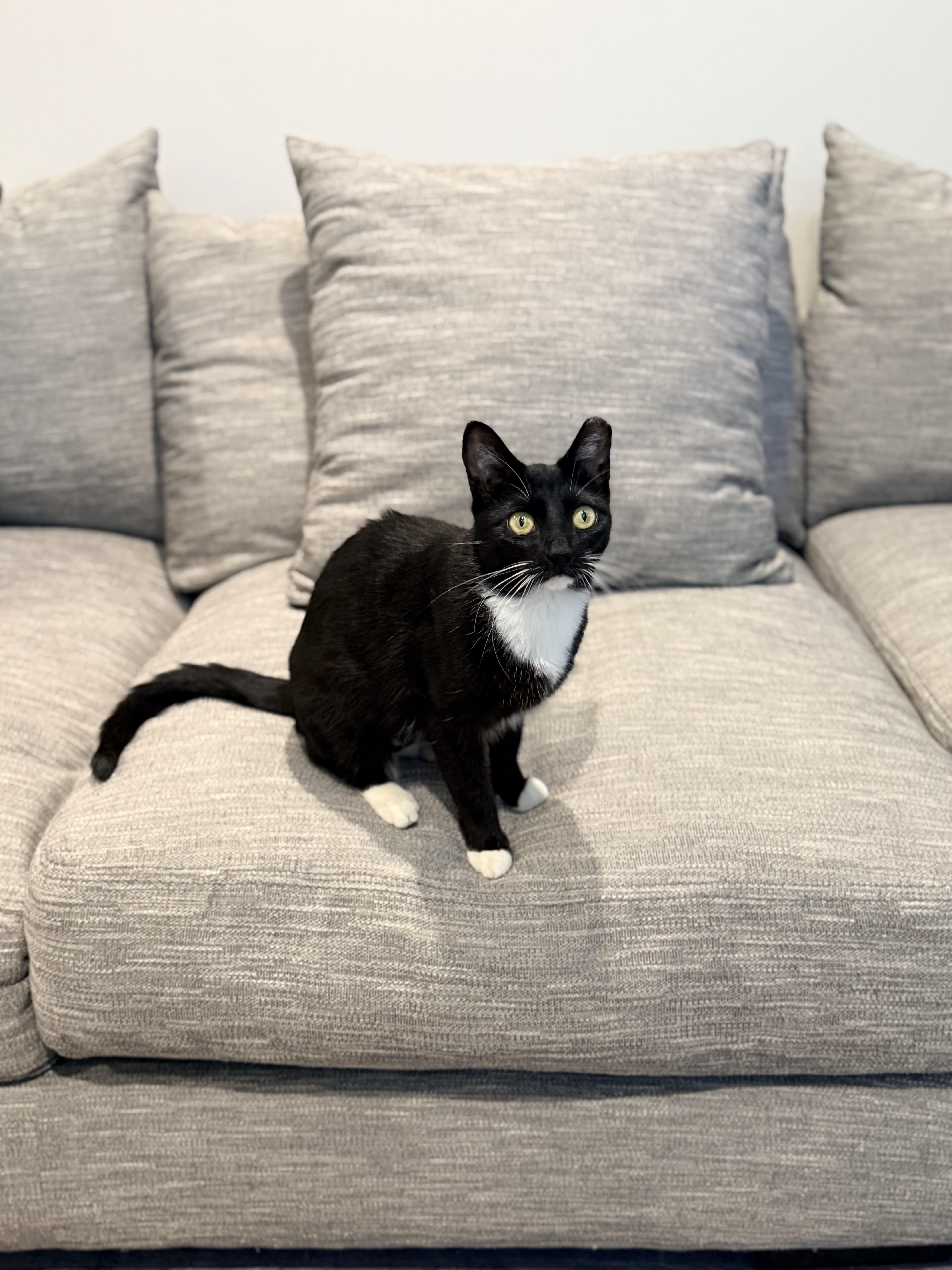 Enlarge Sadie, a ADOPTABLE Domestic Short Hair in Staten Island, NY image 1/5