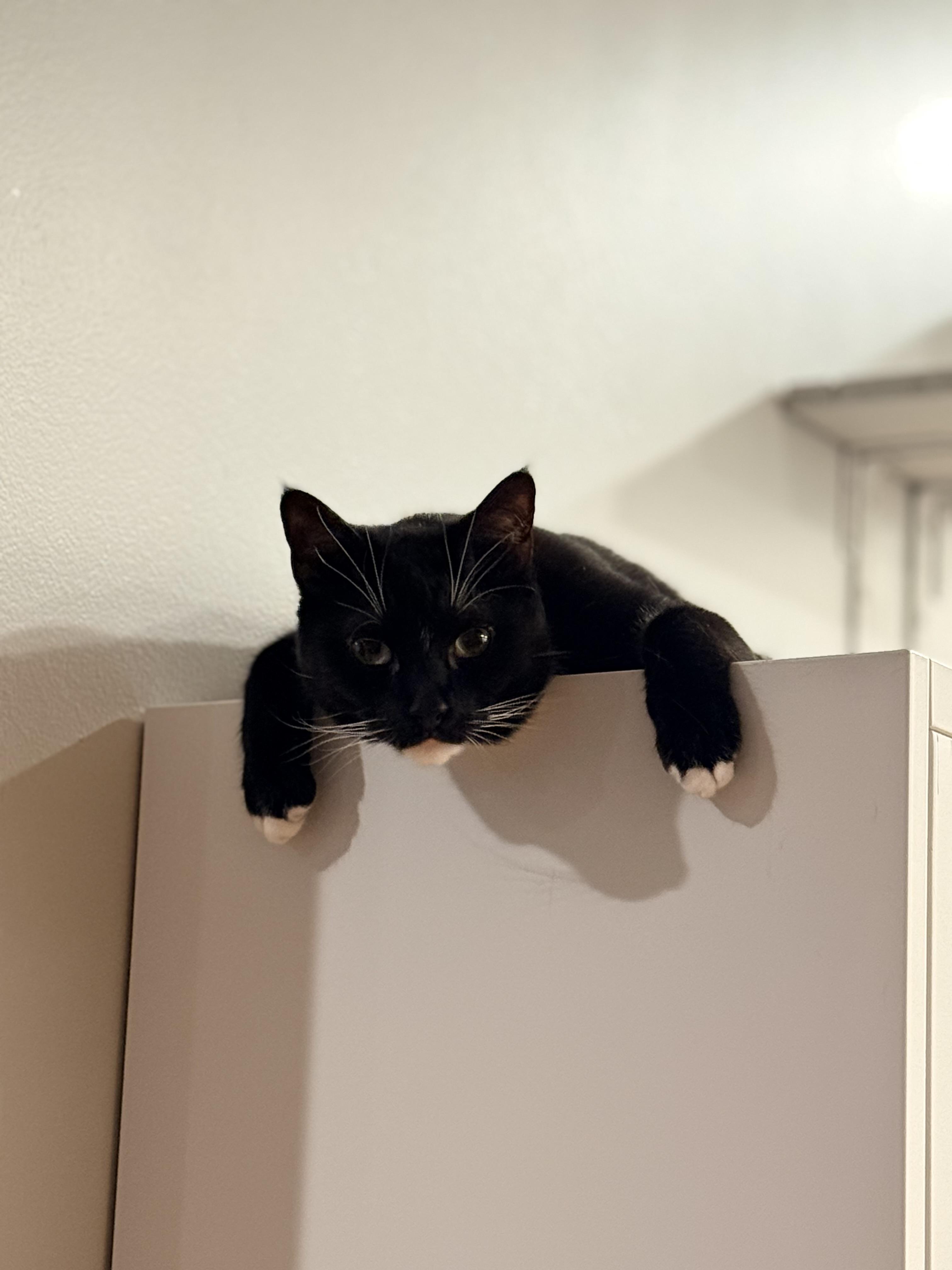 Enlarge Sadie, a ADOPTABLE Domestic Short Hair in Staten Island, NY image 3/5
