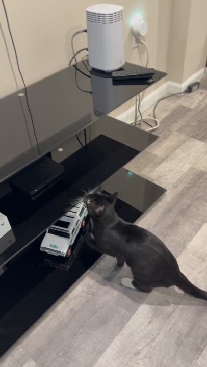Enlarge Sadie, a ADOPTABLE Domestic Short Hair in Staten Island, NY video 4/5