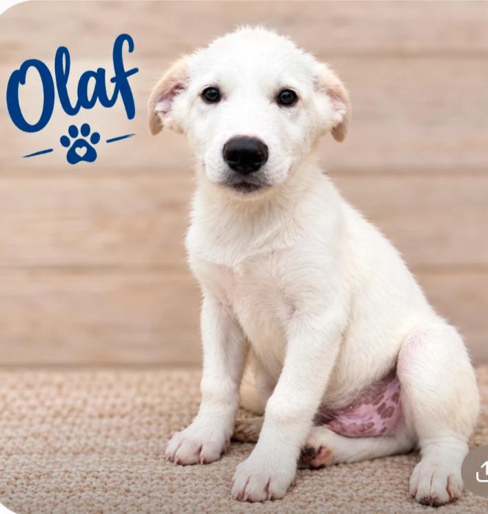 Enlarge Olaf, a Adoptable mixed breed in CHURCHVILLE, NY image 1/1