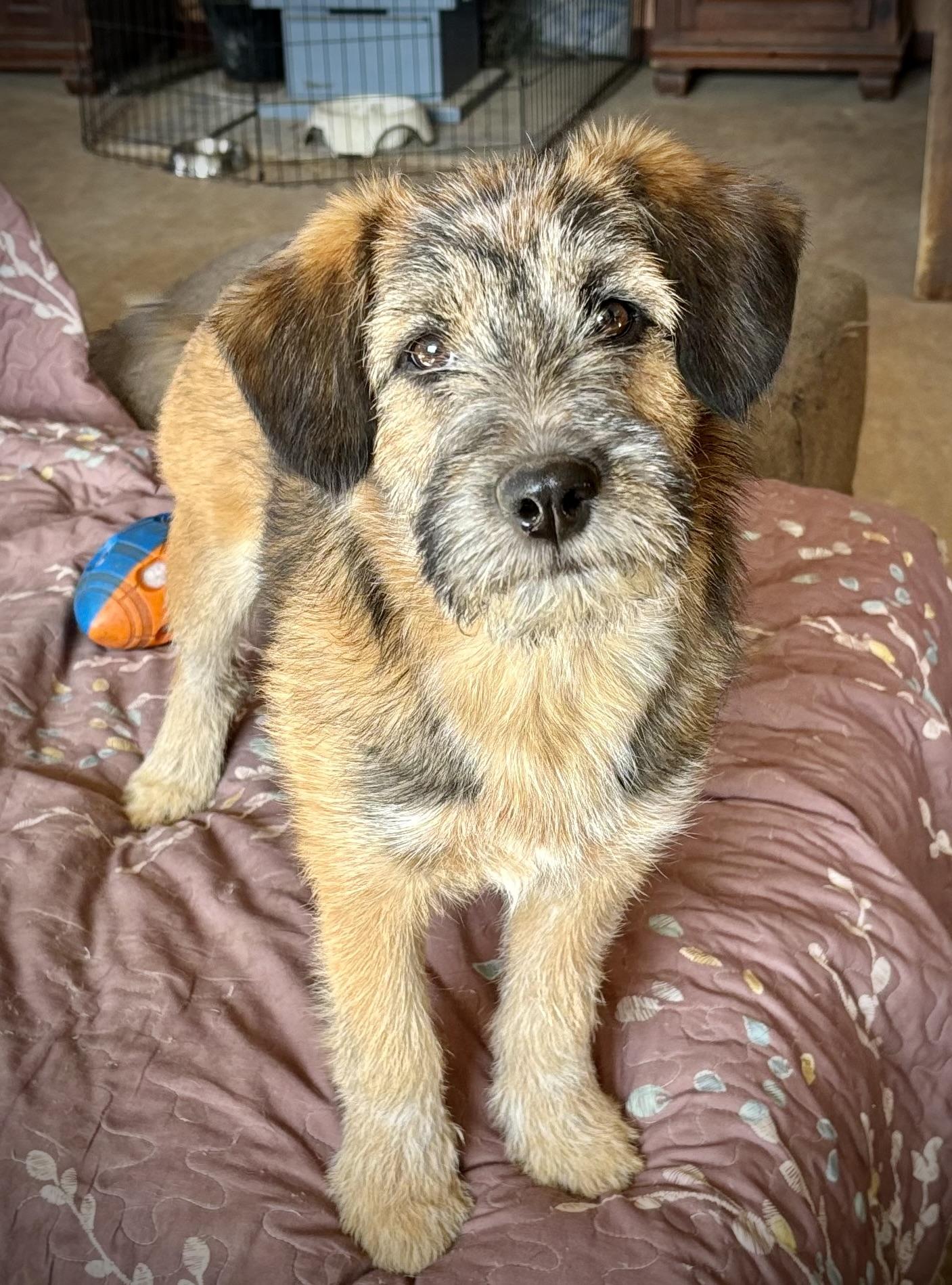 Snickerdoodle