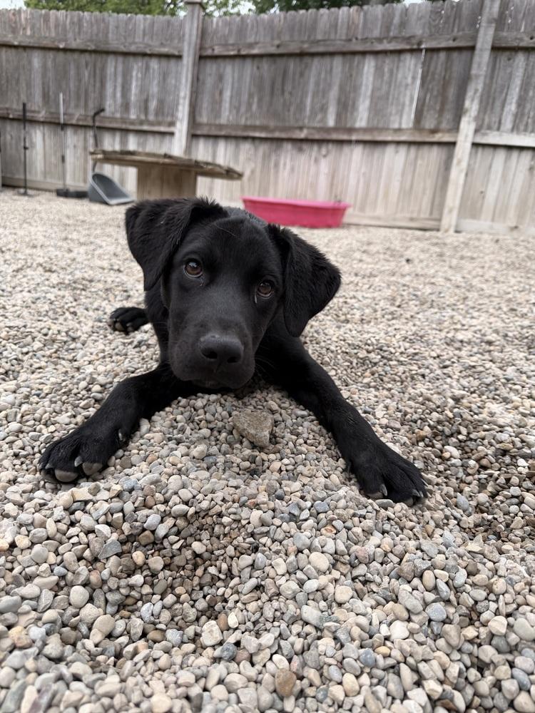 Sirius, a Adoptable mixed breed in Columbus, OH image 1/5