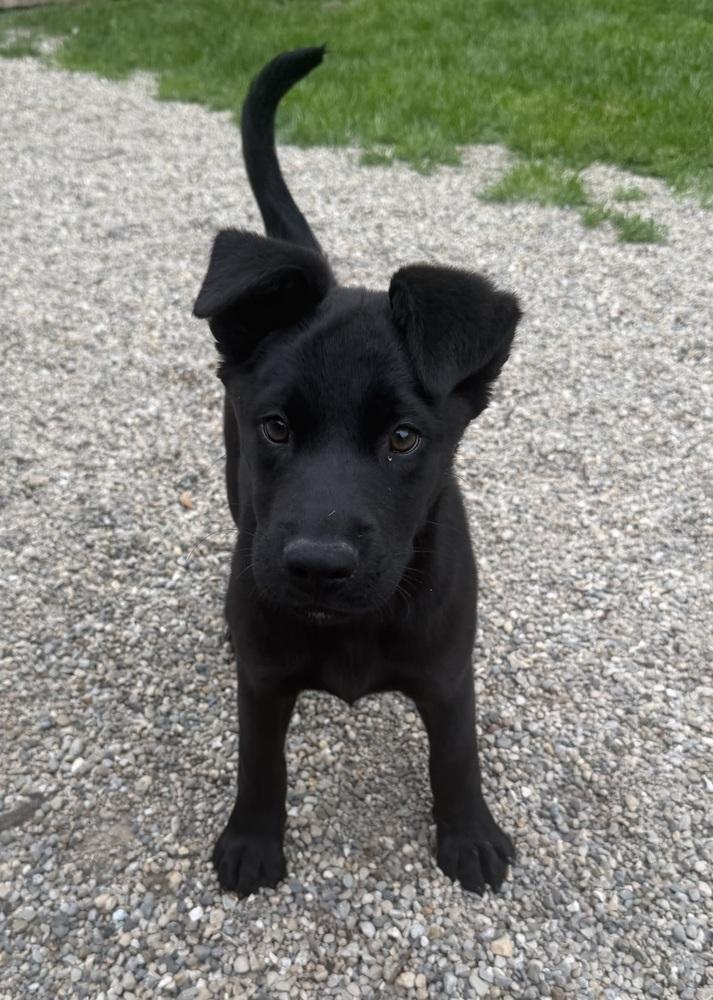 Enlarge Sirius, a Adoptable mixed breed in Columbus, OH image 1/2