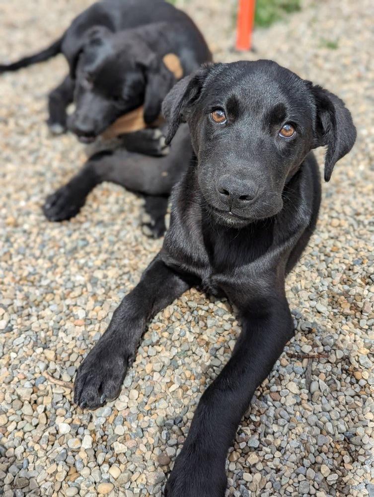 Sirius, a Adoptable mixed breed in Columbus, OH image 2/5