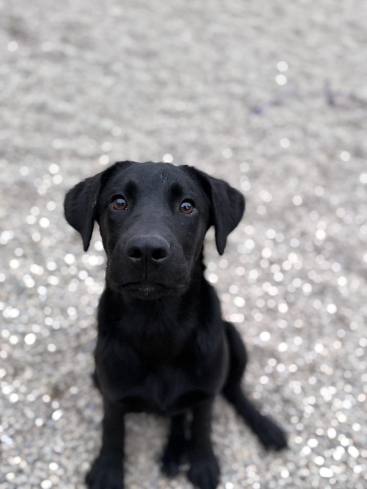 Sirius, a Adoptable mixed breed in Columbus, OH image 3/5