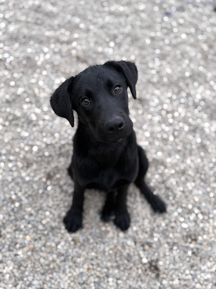 Sirius, a Adoptable mixed breed in Columbus, OH image 4/5