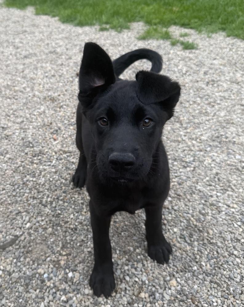 Enlarge Sirius, a Adoptable mixed breed in Columbus, OH image 2/2