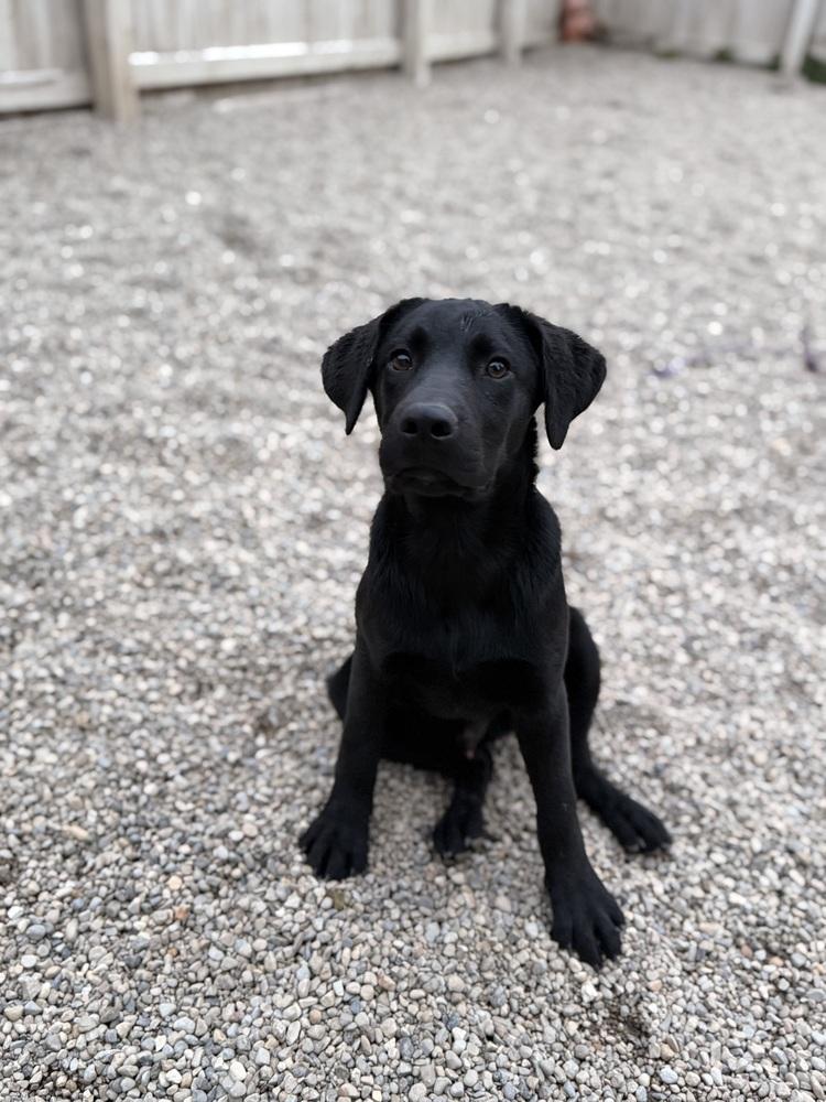 Sirius, a Adoptable mixed breed in Columbus, OH image 5/5